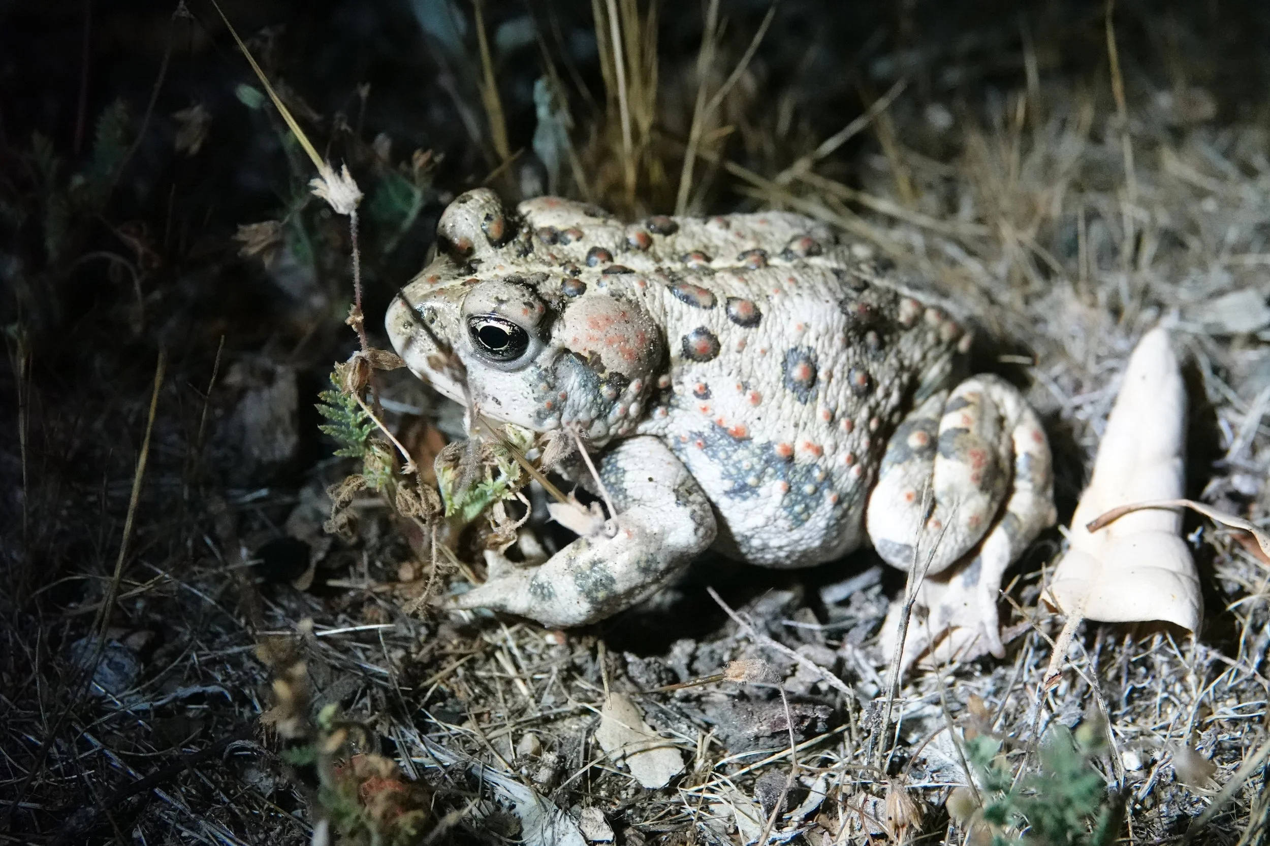 A toad with gray and orange-brown coloration sitting on dry grass and small plants at night.