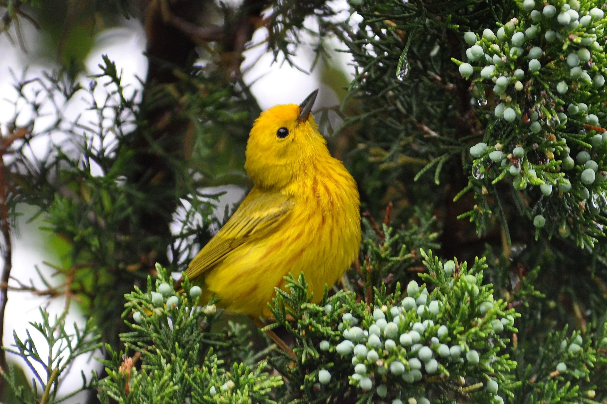 Yellow Warbler.JPG