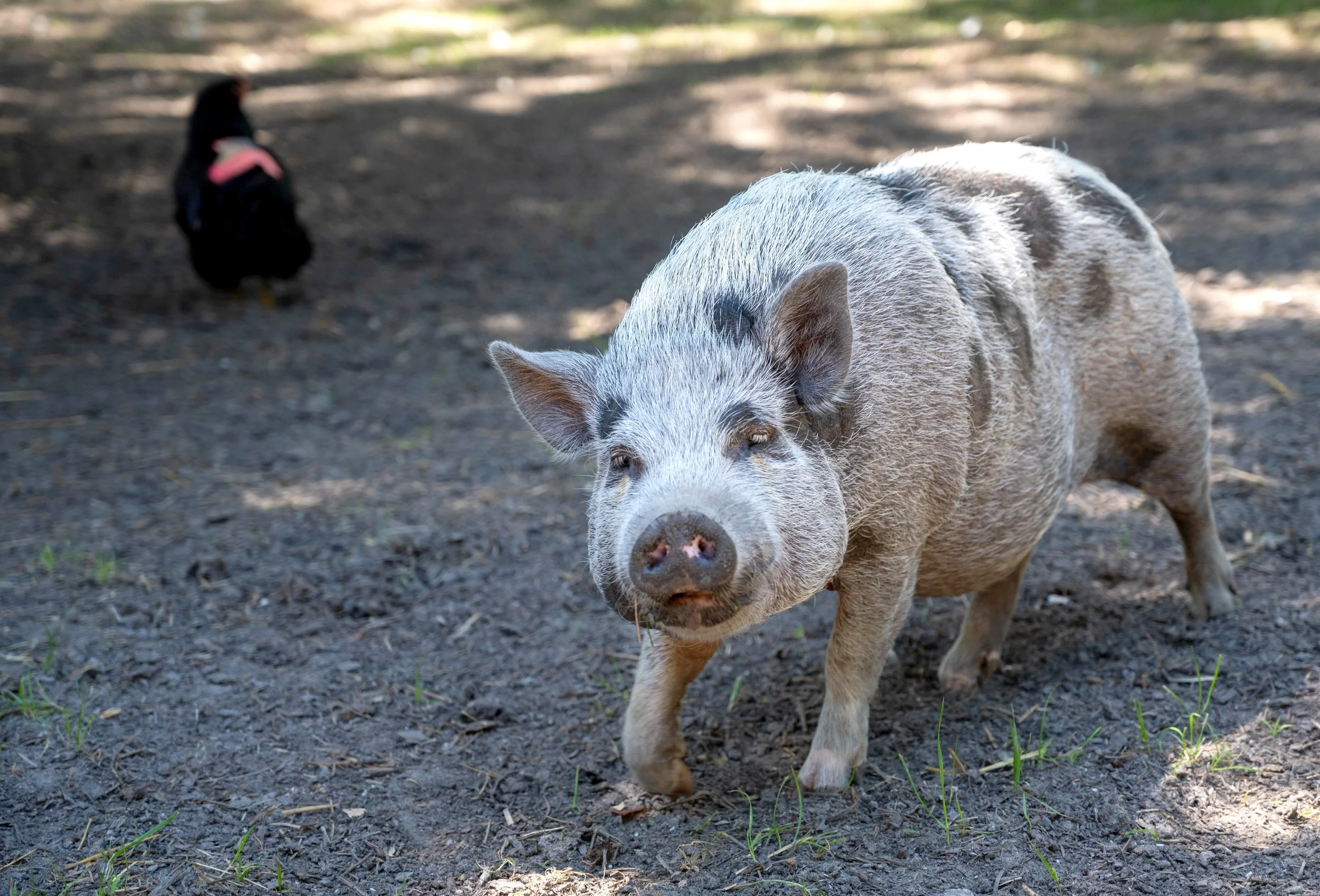 Pig and chix.jpg