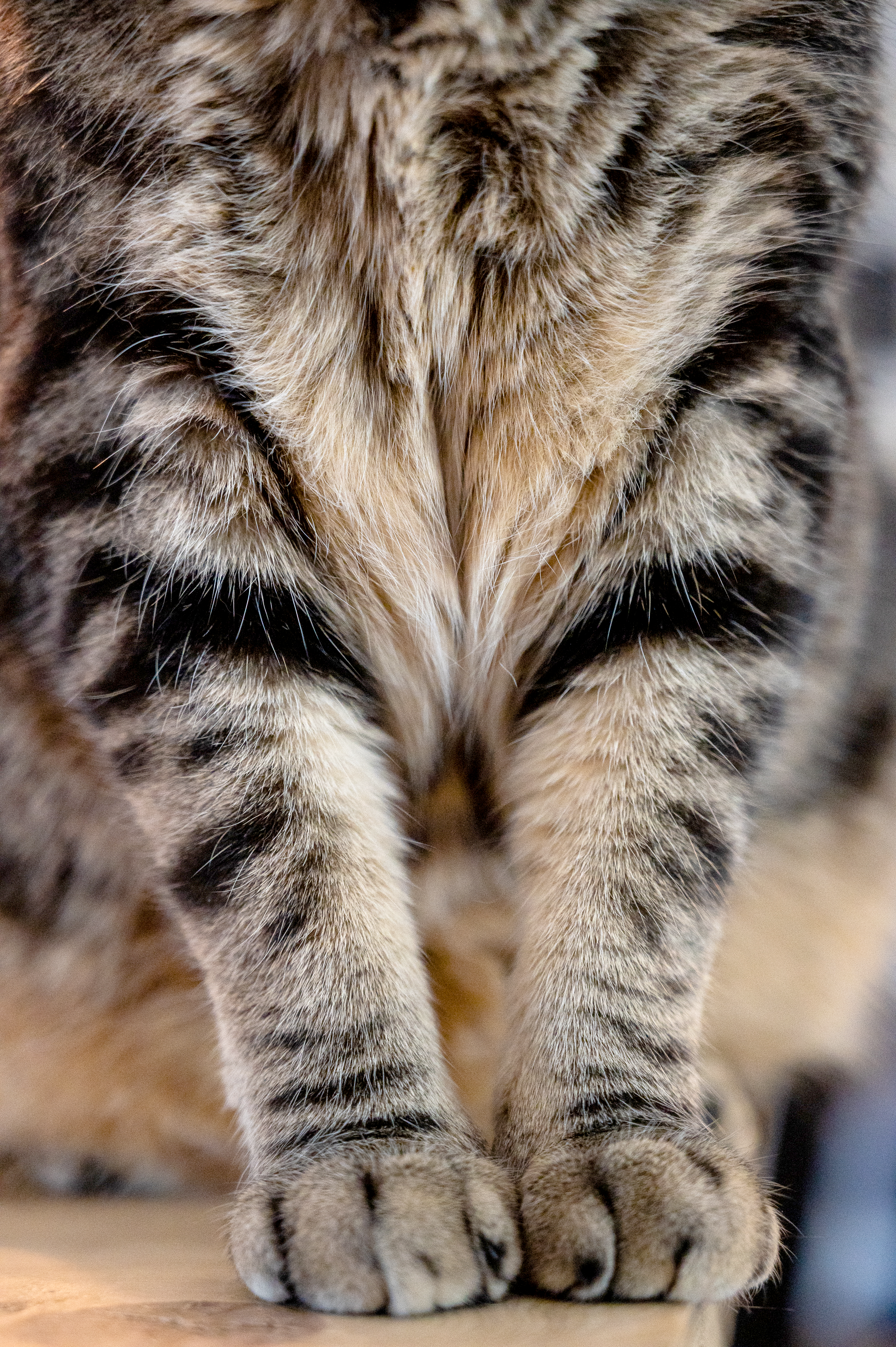 Animals and Humans: A Spiritual Connection