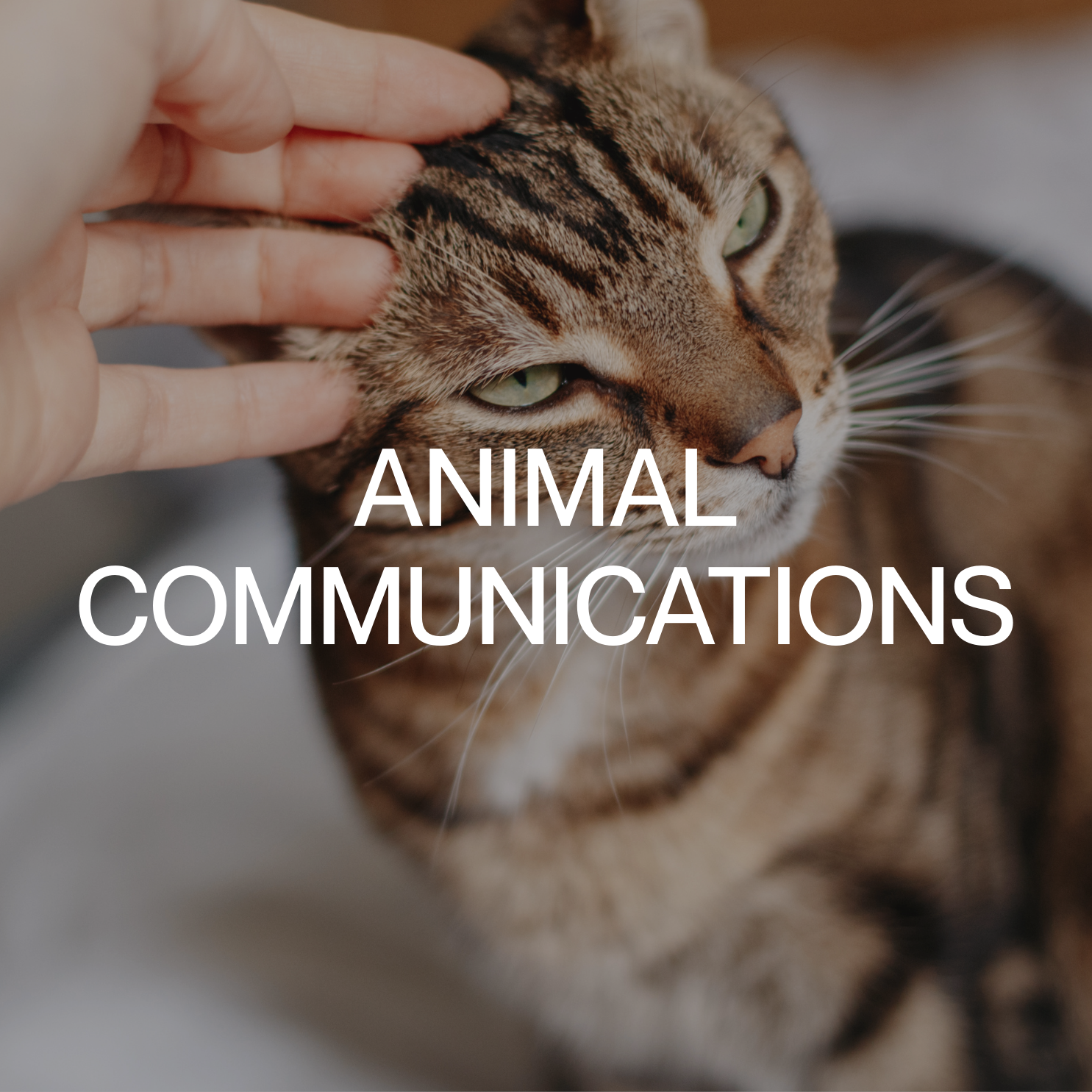 Animal Communications