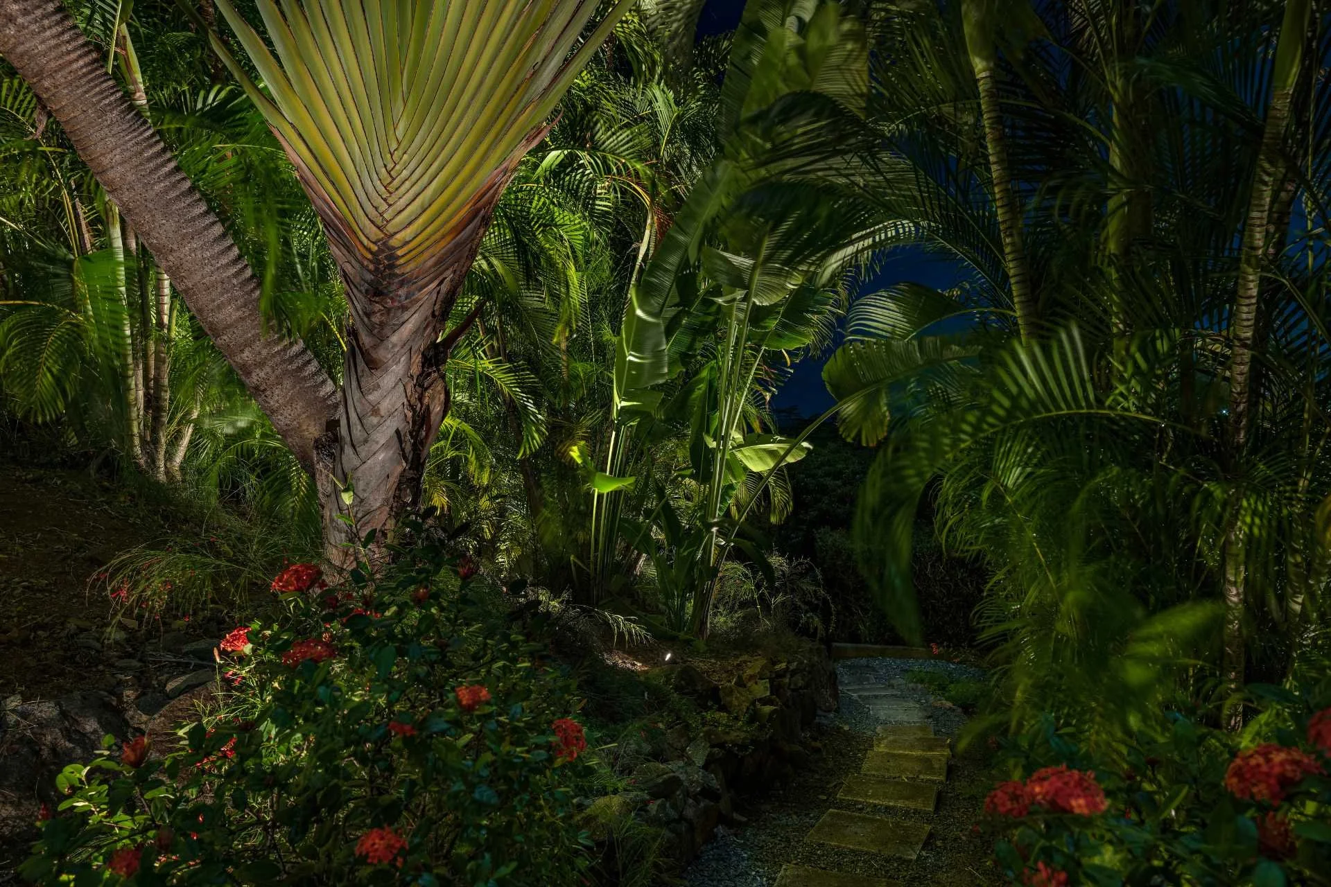 Fogardy.Fan_.Palm_.jpg