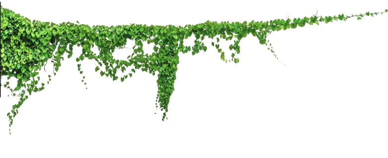 A decorative arch covered with green ivy leaves, with yellow and light-colored rectangular signs or banners hanging underneath.