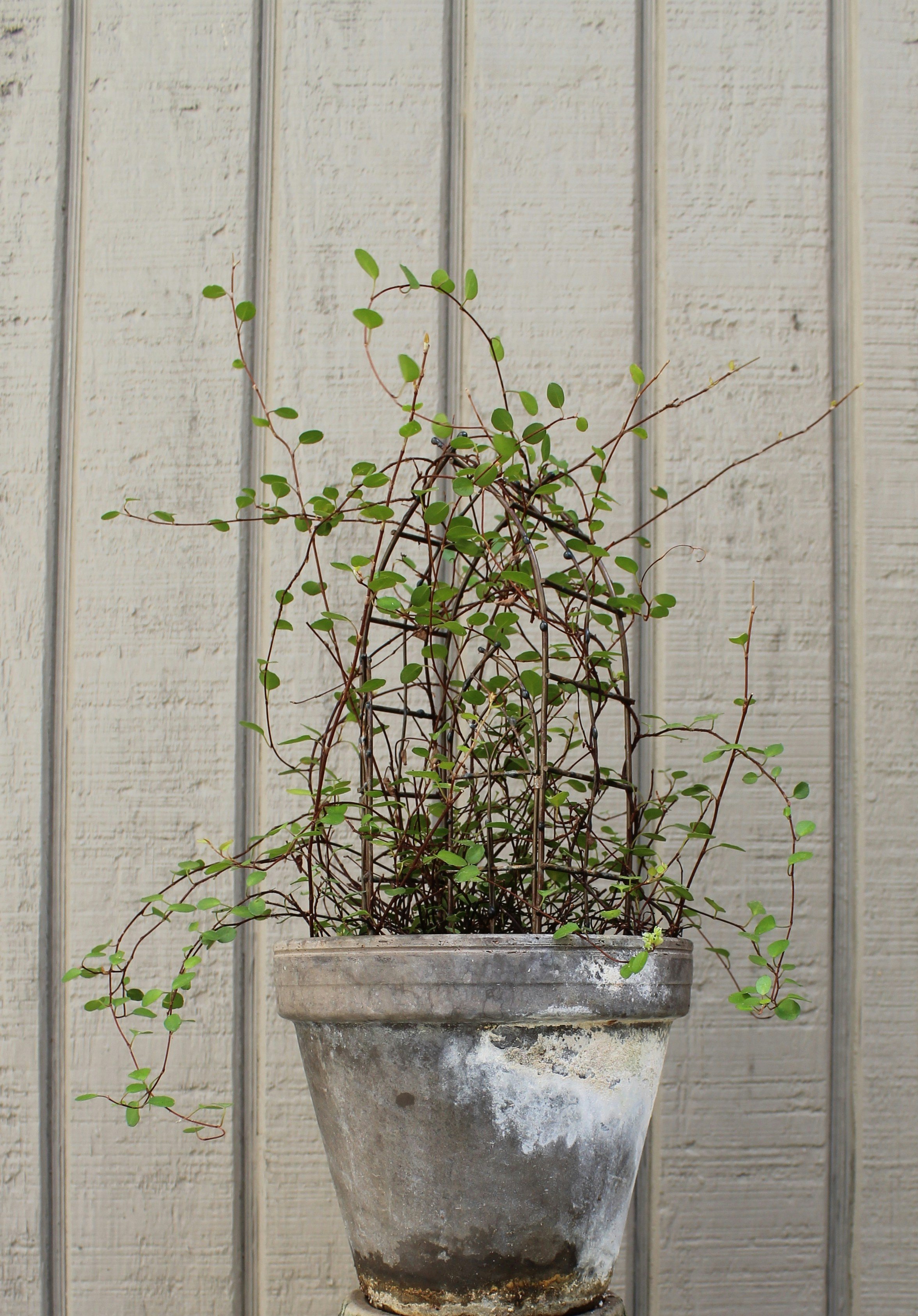 A hanging potted plant with small green leaves and thin, winding stems against a beige wooden wall.