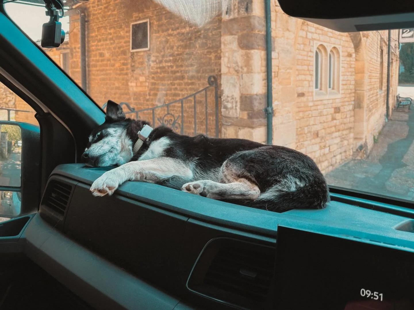 Hard work being a grafting dog.