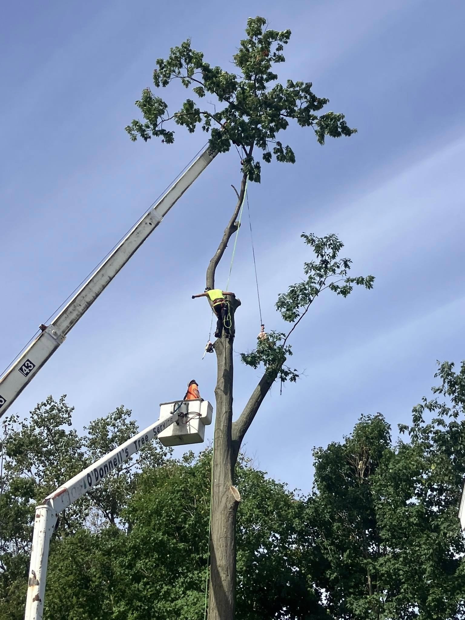 Cutting down tall tree for residential customer in Essexville, MI