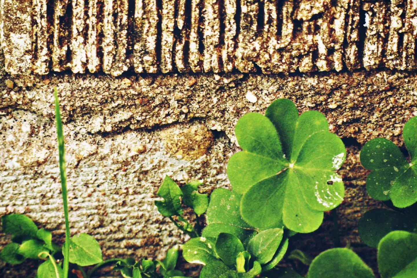 Anyone need some extra luck? #photography