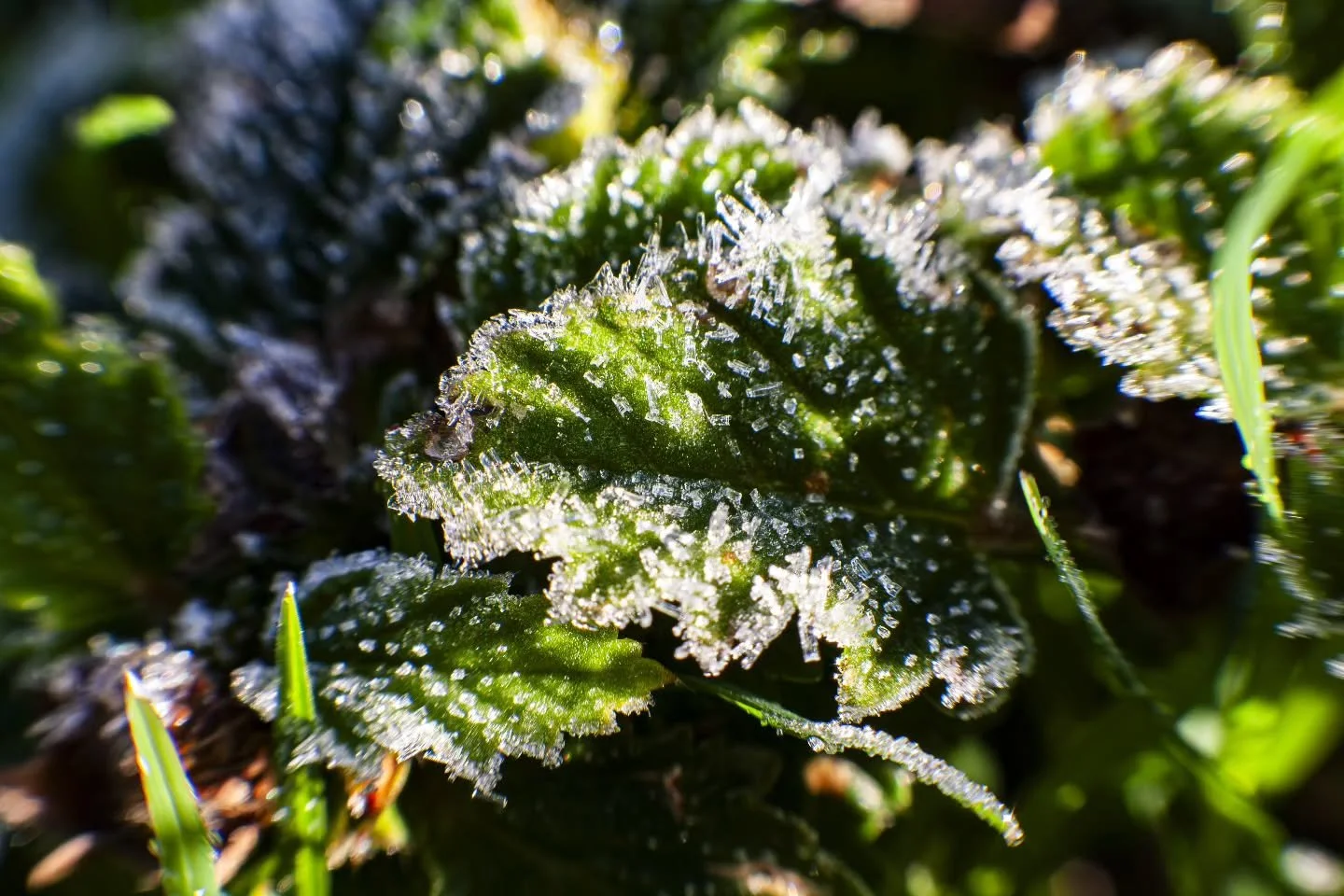 Delicate first frost of December. #photography