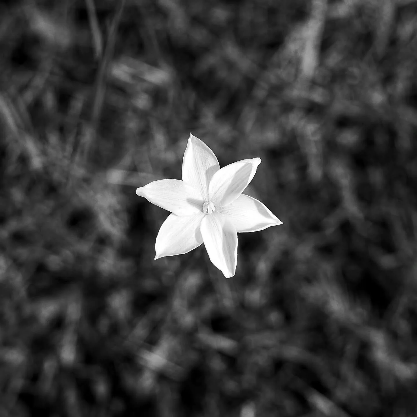 Texas Rain Lilly to test my Konica 50mm F1.7 #photography #vintagelens #flowers