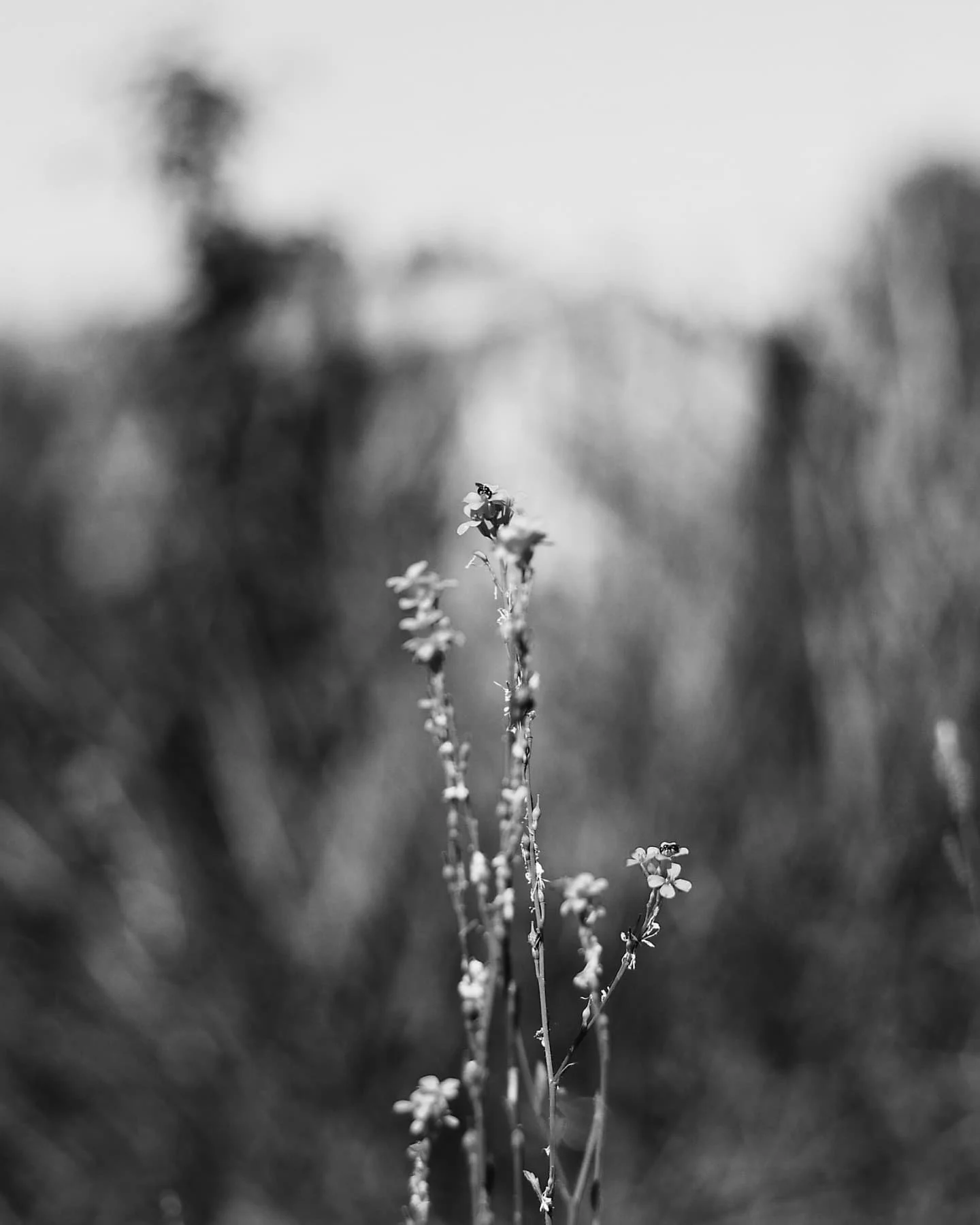 Life without color is still beautiful 
#photography #photographer #monochrome