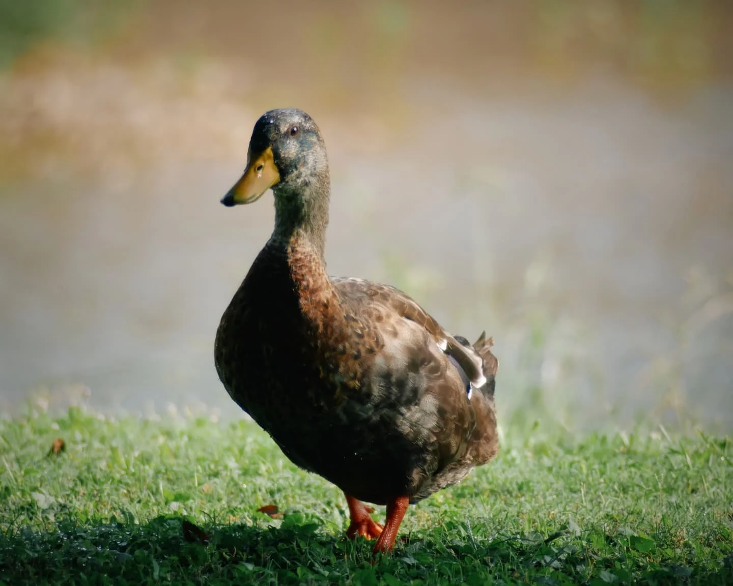 Been getting to know the local water fowl. Pleasant enough company.
#photography