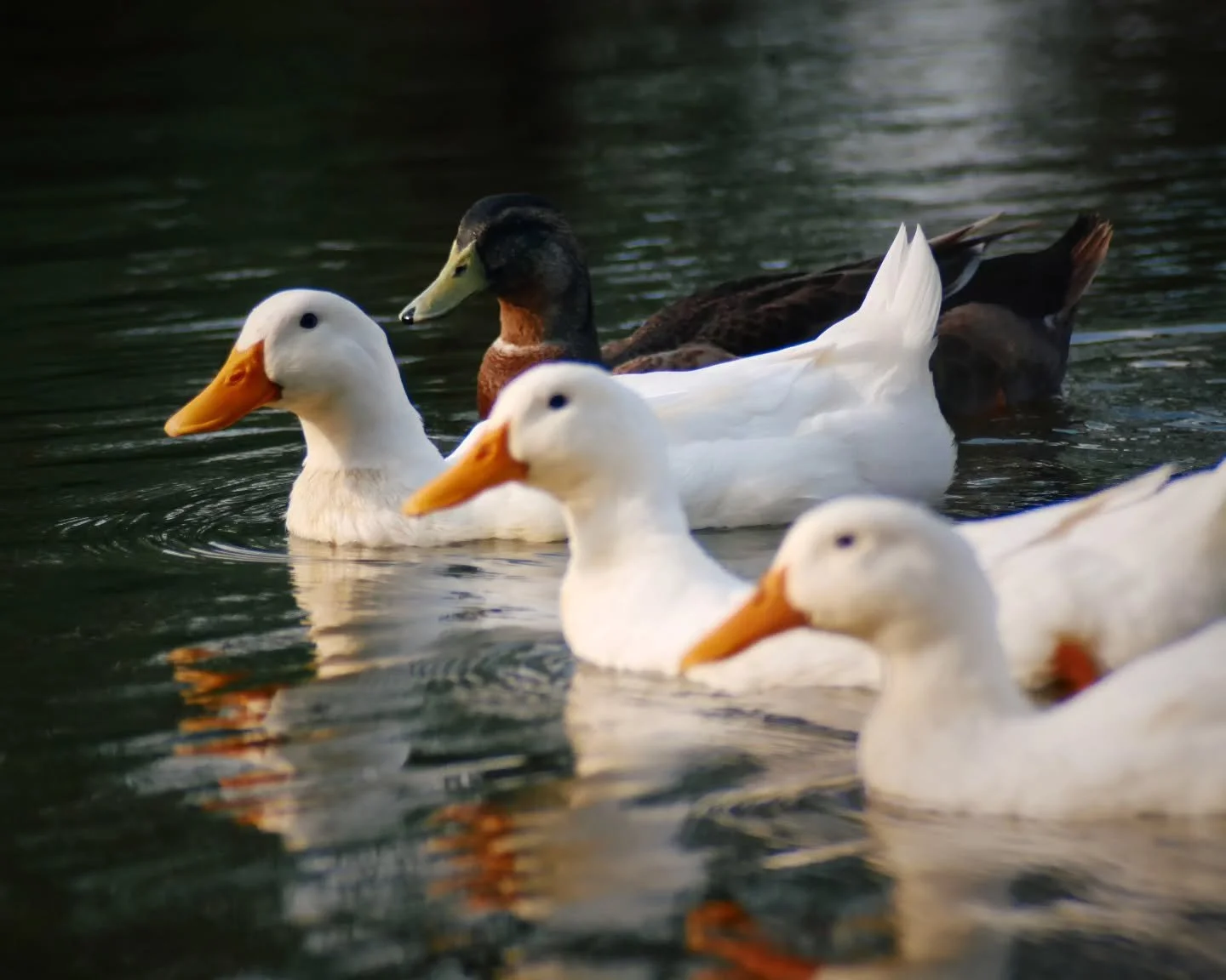 Ducks aren't always in a row. Don't worry if you can't get yours in a row.