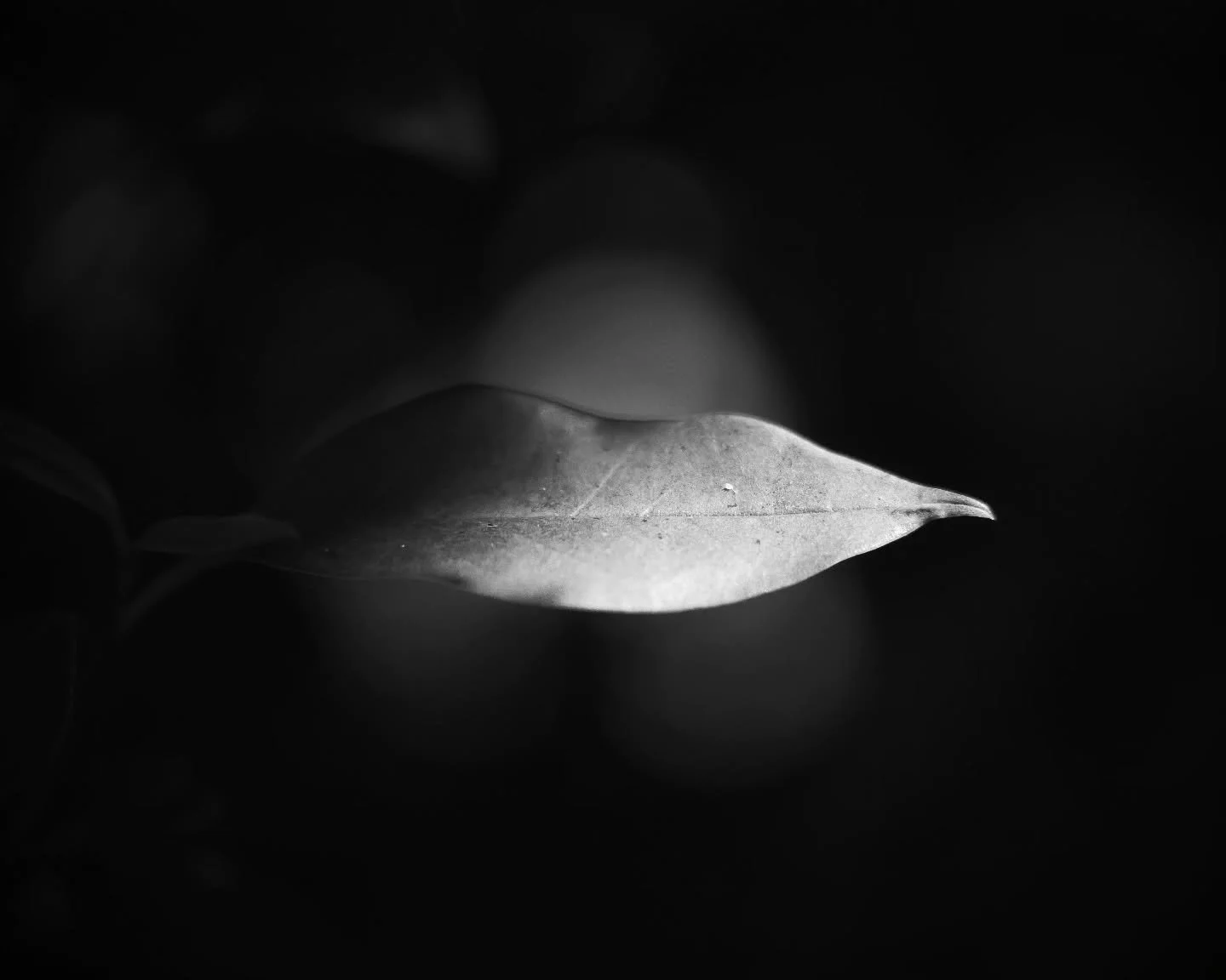 Elegance is found in simplicity.
#photography