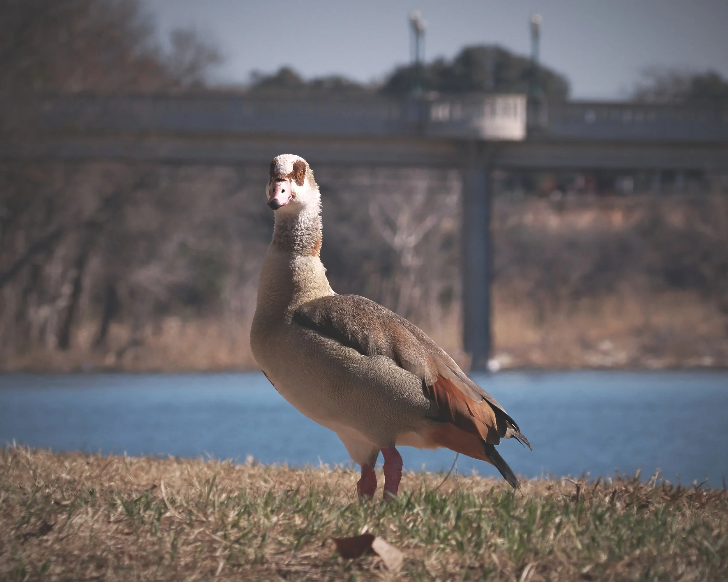 A moultrie duck standing on grass near water with a bridge and trees in the background.