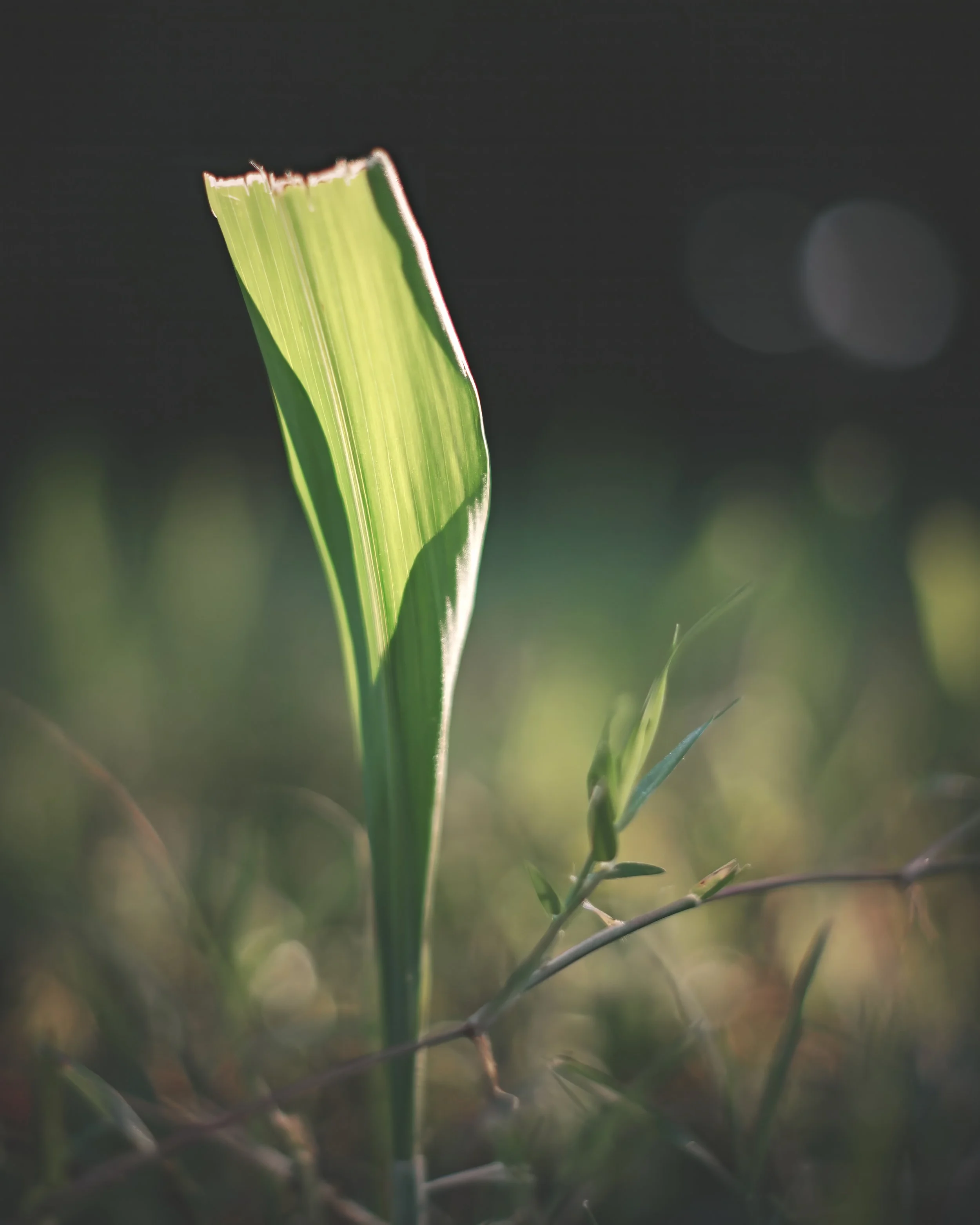 A young shoot growing and glowing in my back yard.