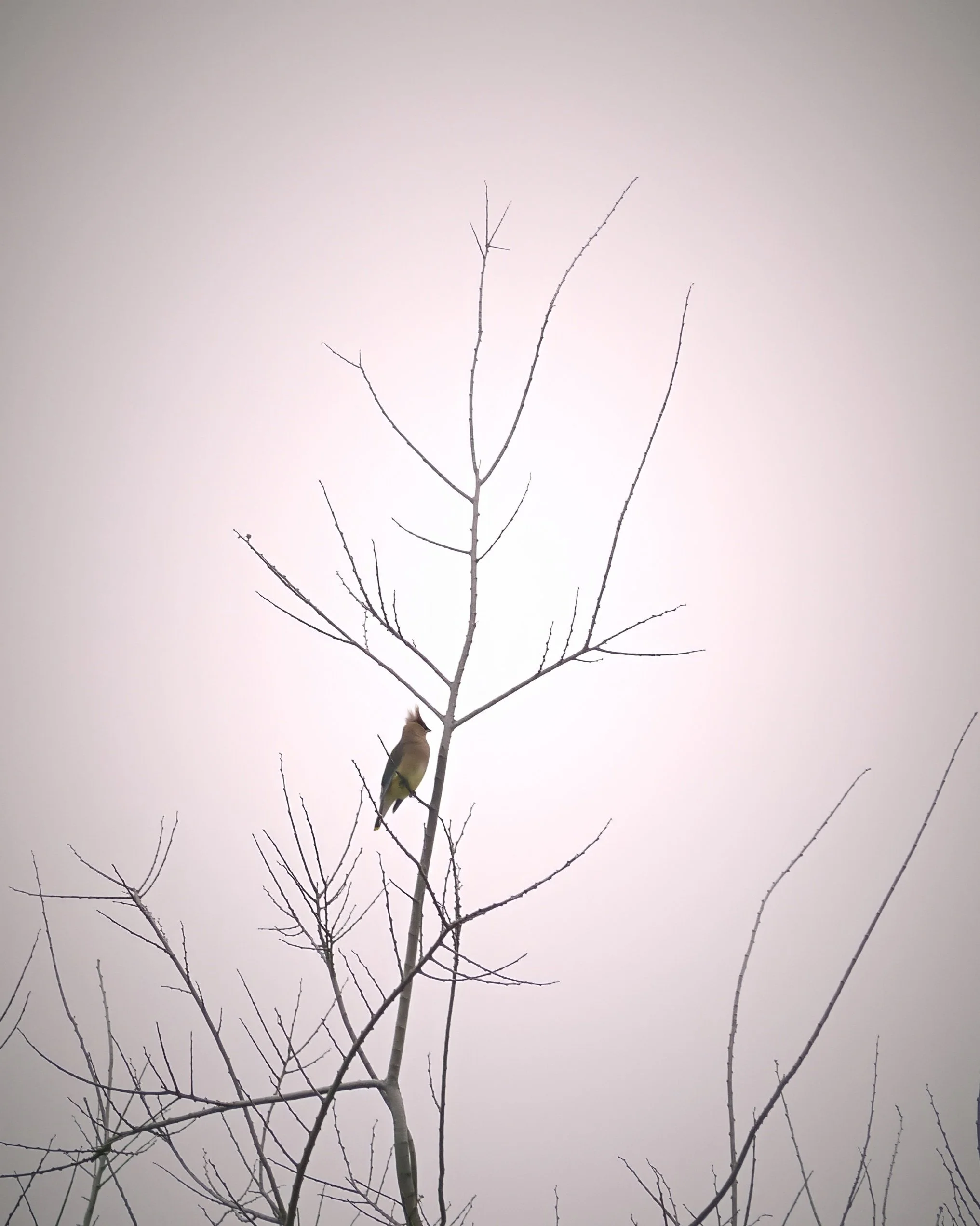 A bird perched on a leafless tree branch against a pale, overcast sky.