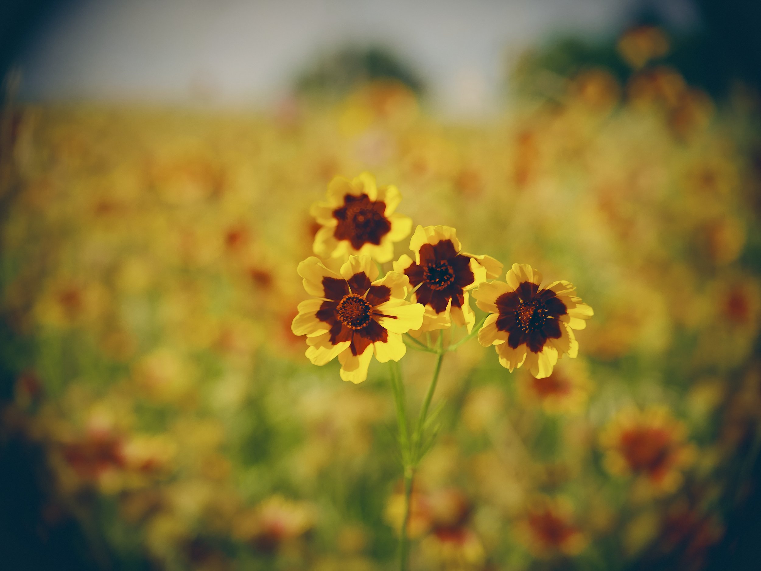 CCTV lens in the flowers