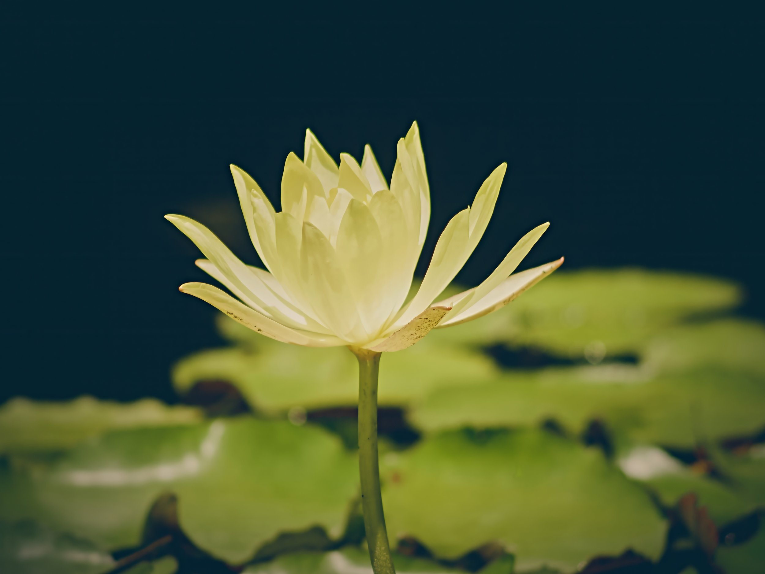 Figures I would go to the zoo and take photos of the lily in the fish pond.