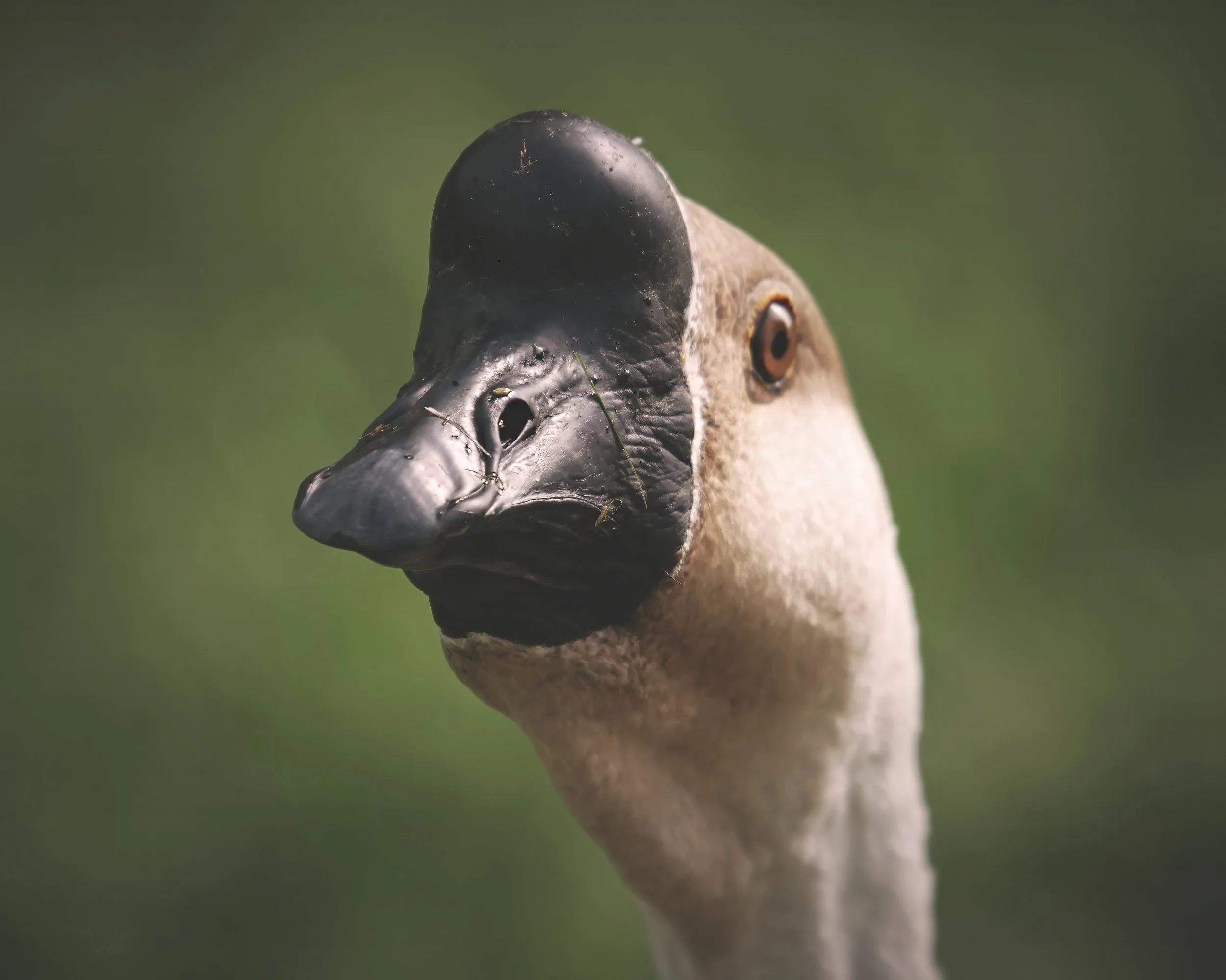 This goose had a gander at me to see if I had food. I didn't and I'm sorry.