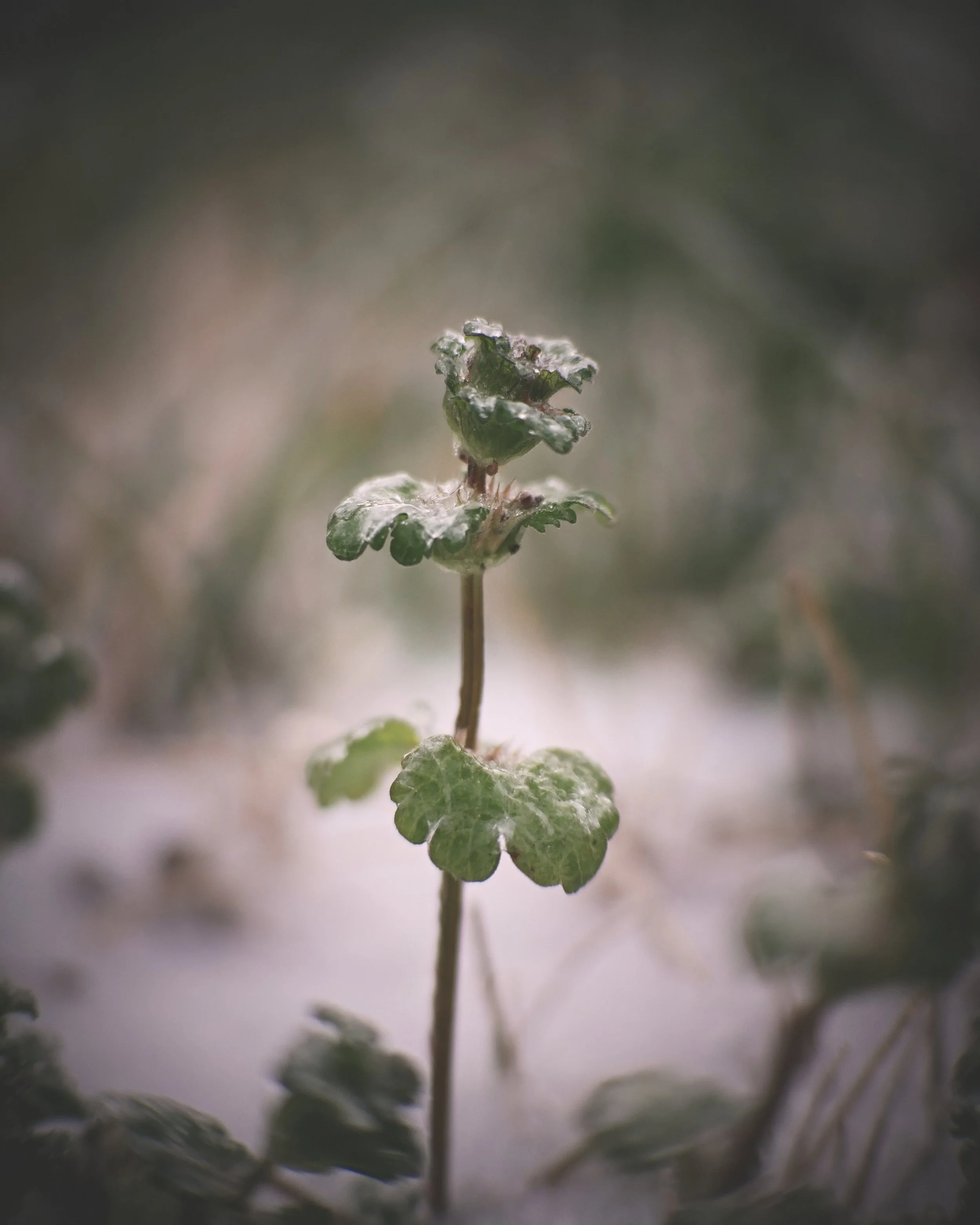Close-up of a green plant with fuzzy leaves, with dew or frost on top, growing in a blurry, natural outdoor setting.