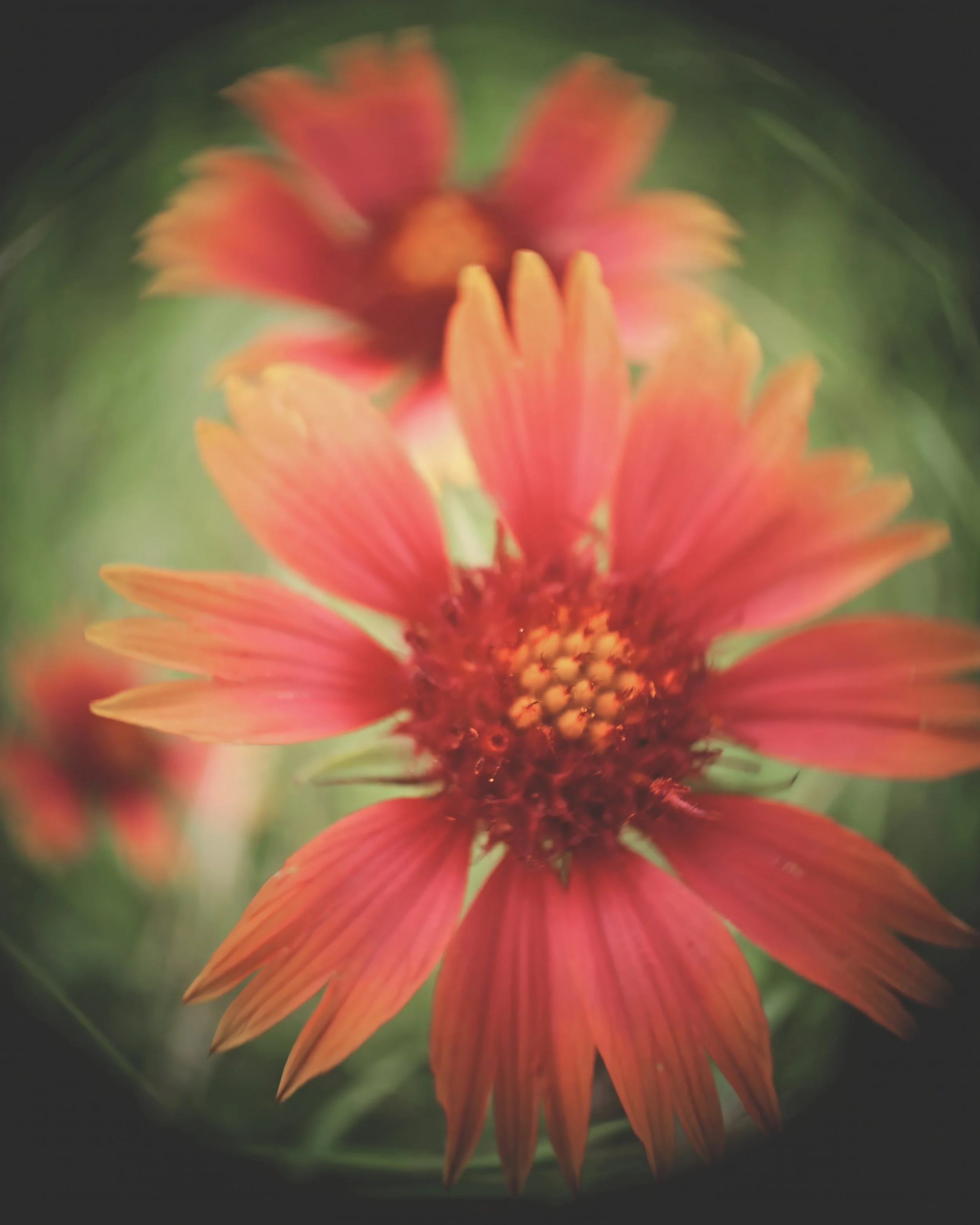 This little petal world brought to you by a 8mm film camera lens.