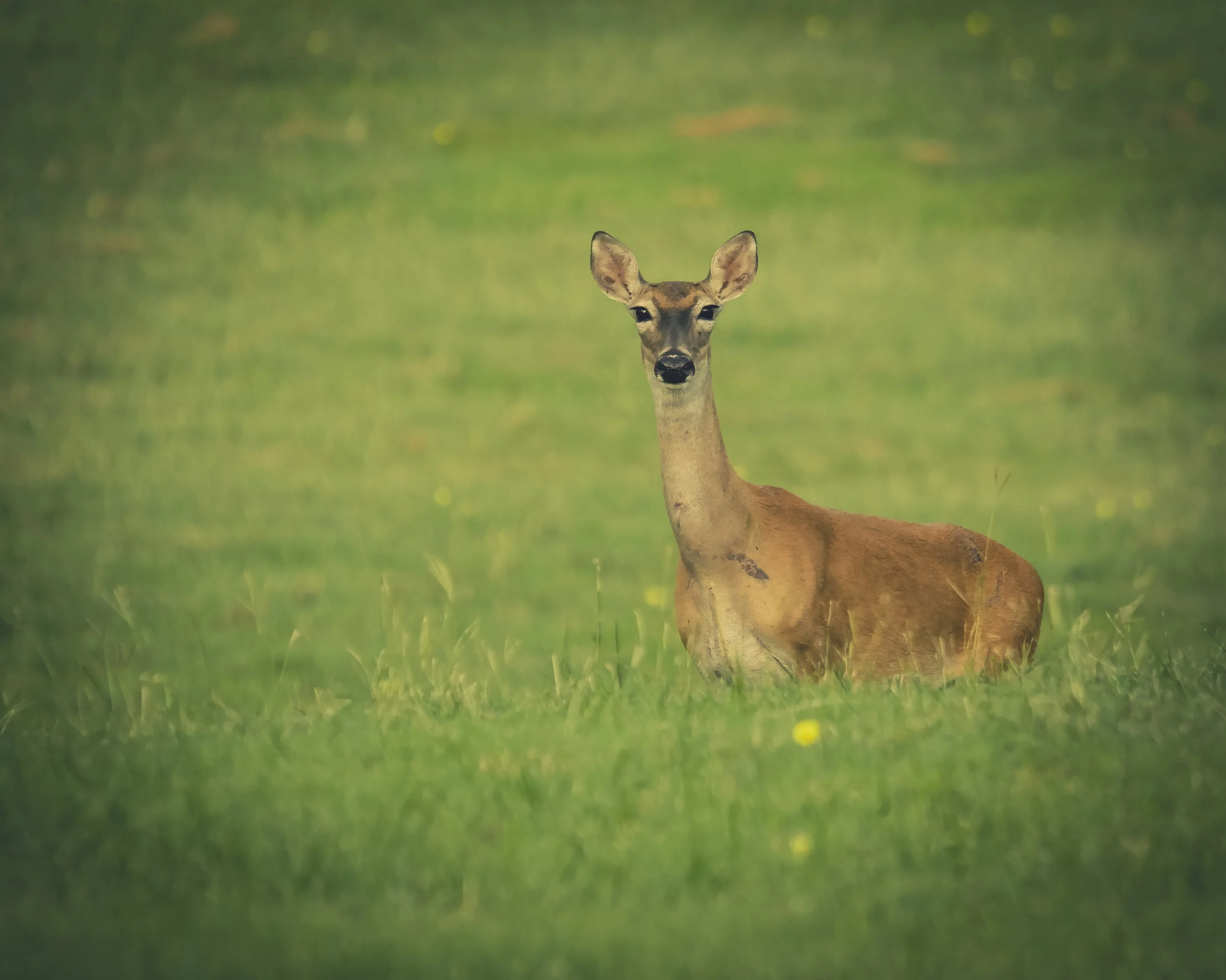 This curious doe walked right towards me.