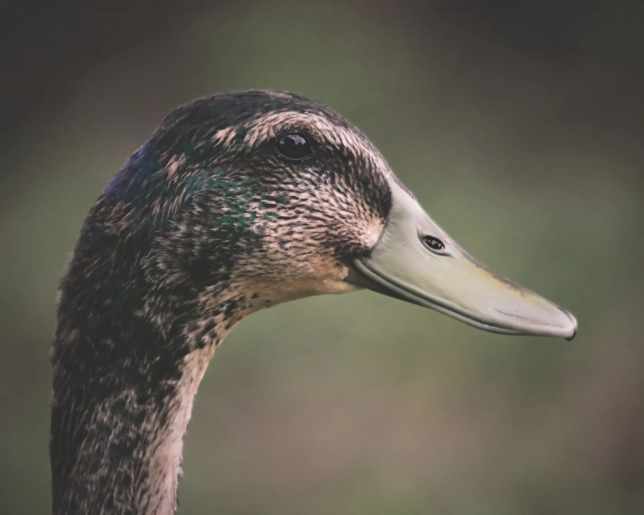 That soft background from the Konica 50mm behind this young mallard.