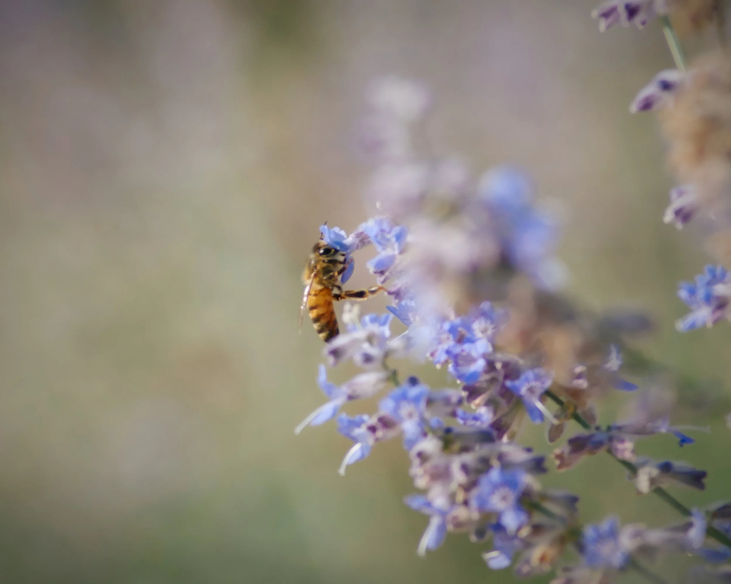 A honey bee collecting nectar from purple flowers on a lavender plant.