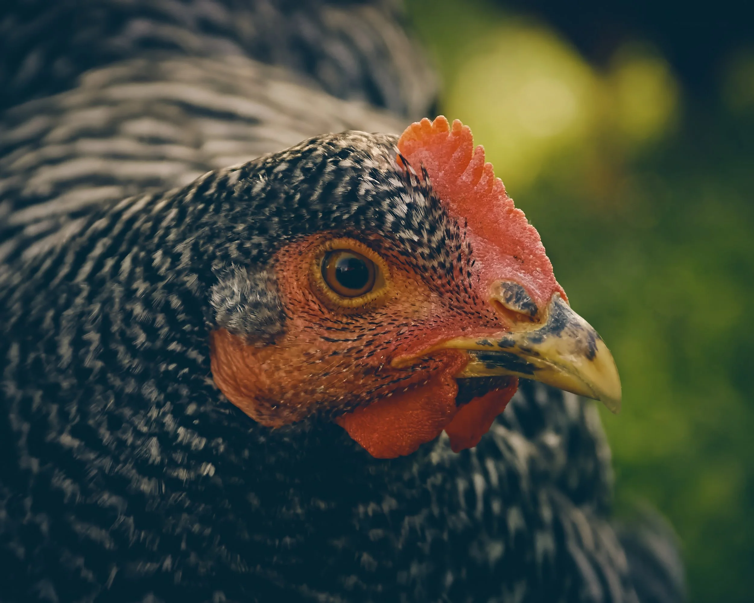 Neighbors chicken. Not much more to say.