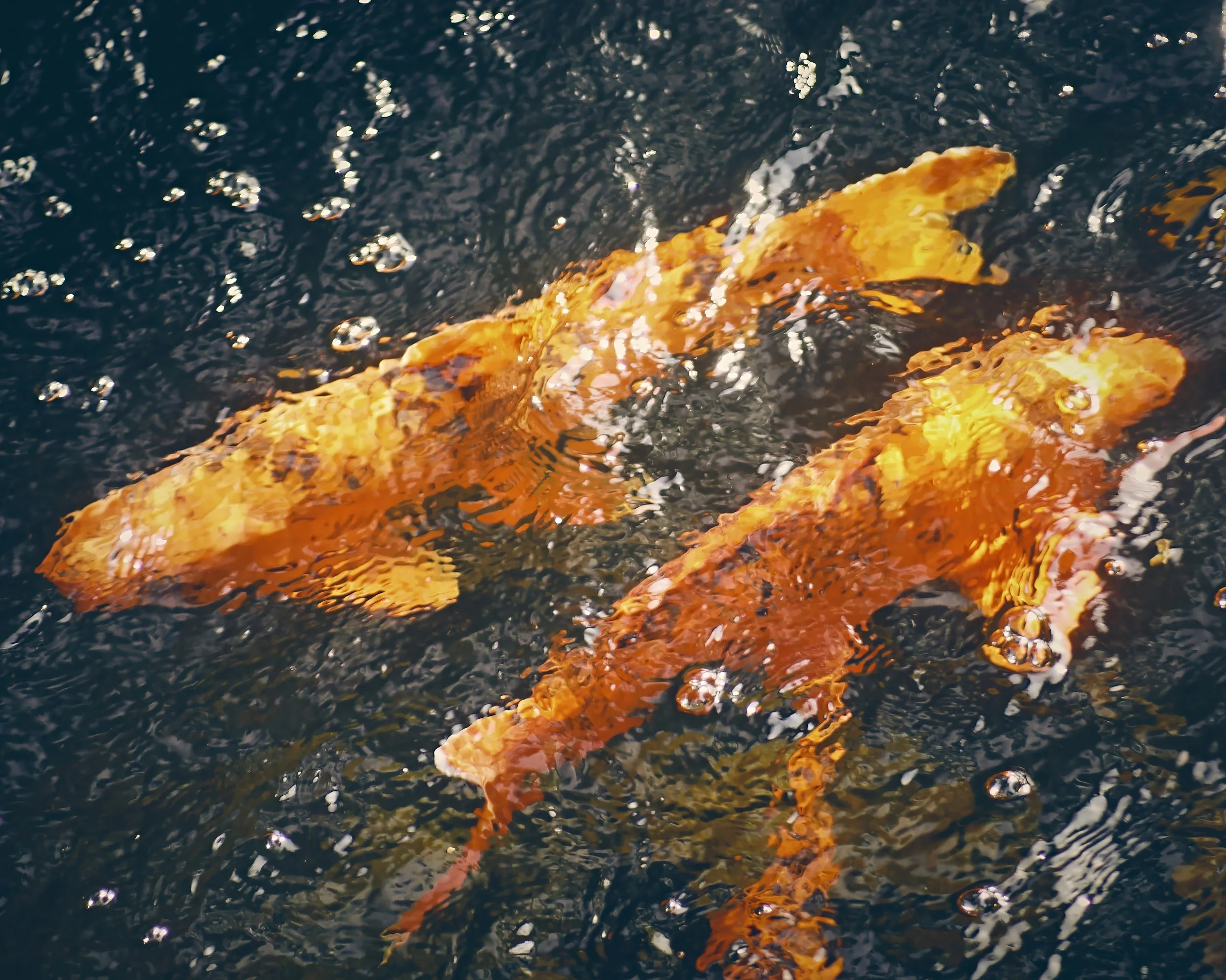 The water makes this look like an oil painting of the koi.