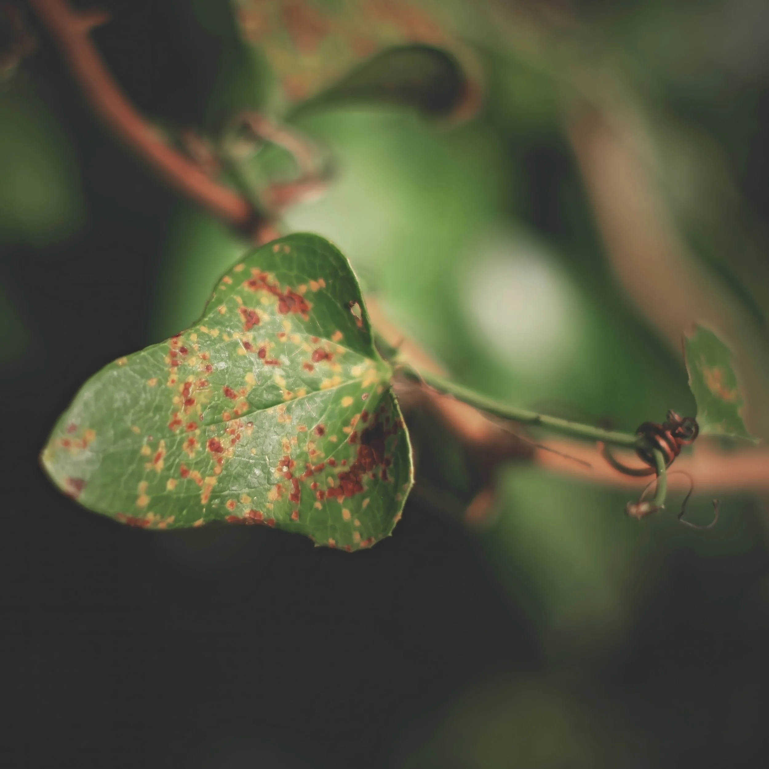 There's far more than the color green in growing things. Life is imperfect, embrace it.