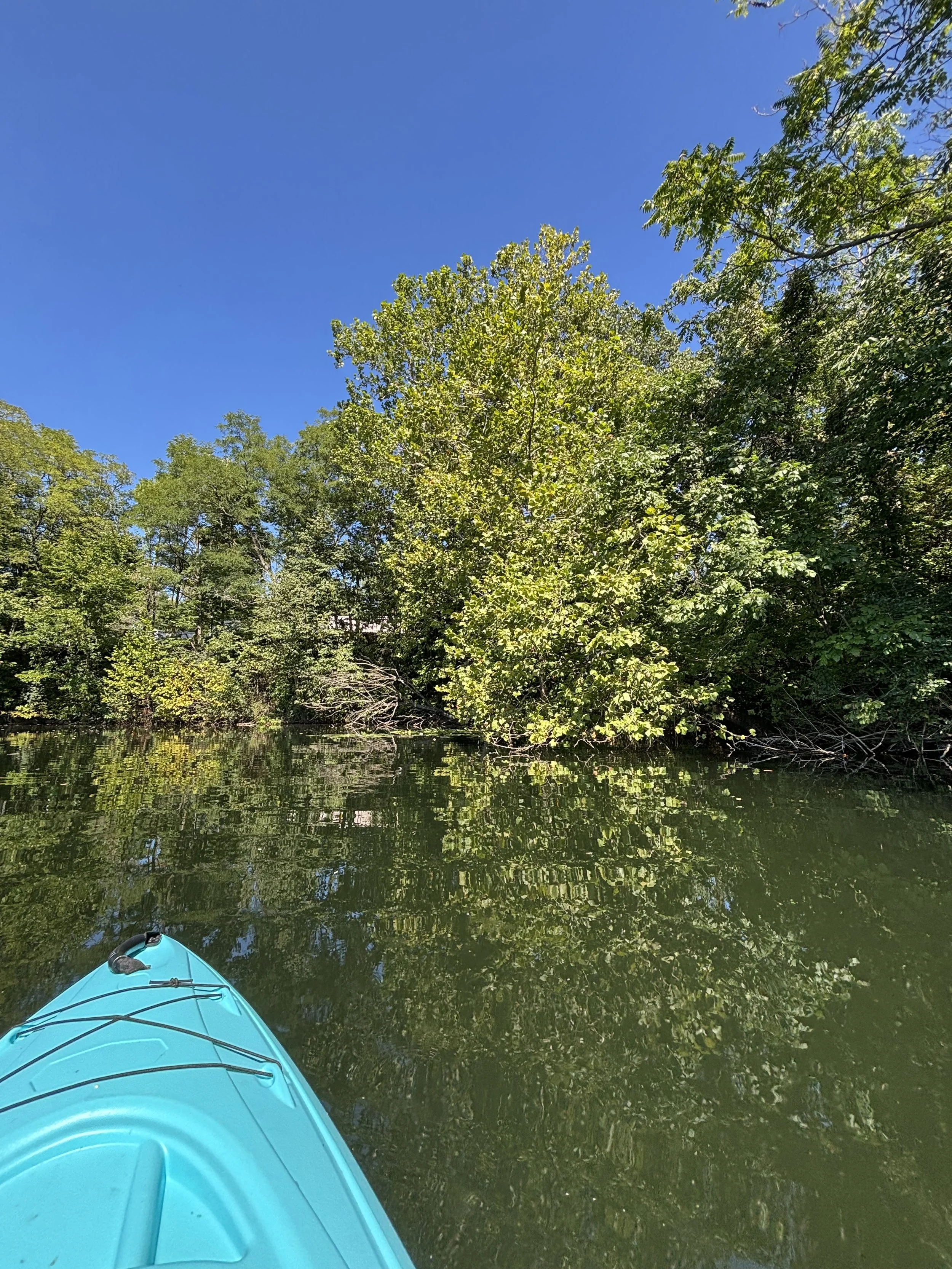 A kayak floats on a calm lake with lush green trees along the banks and a clear blue sky overhead.