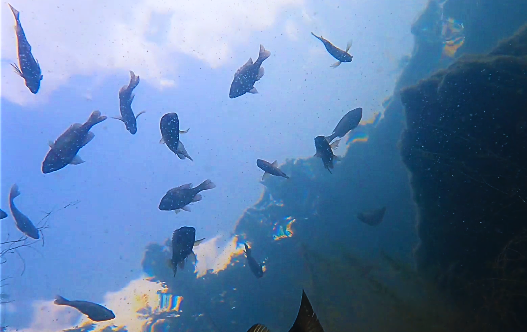 Underwater scene showing several fish swimming near rocks and coral.