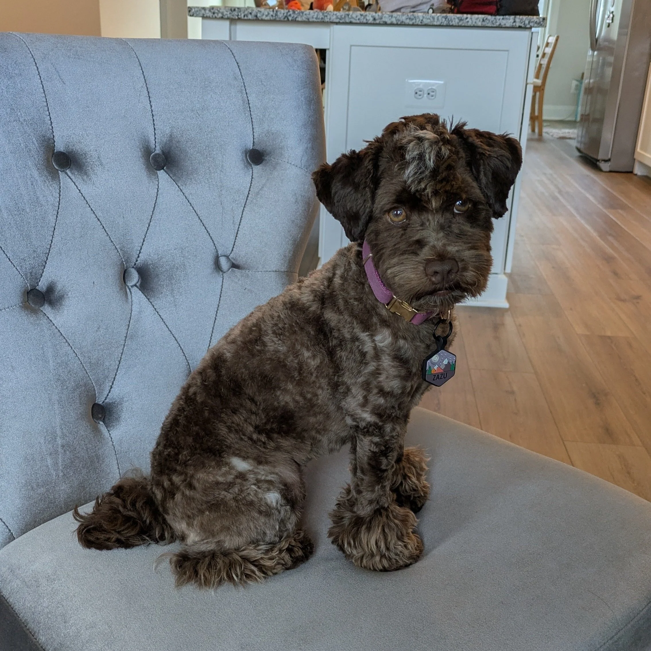 Zazu, Jen Fox's dog