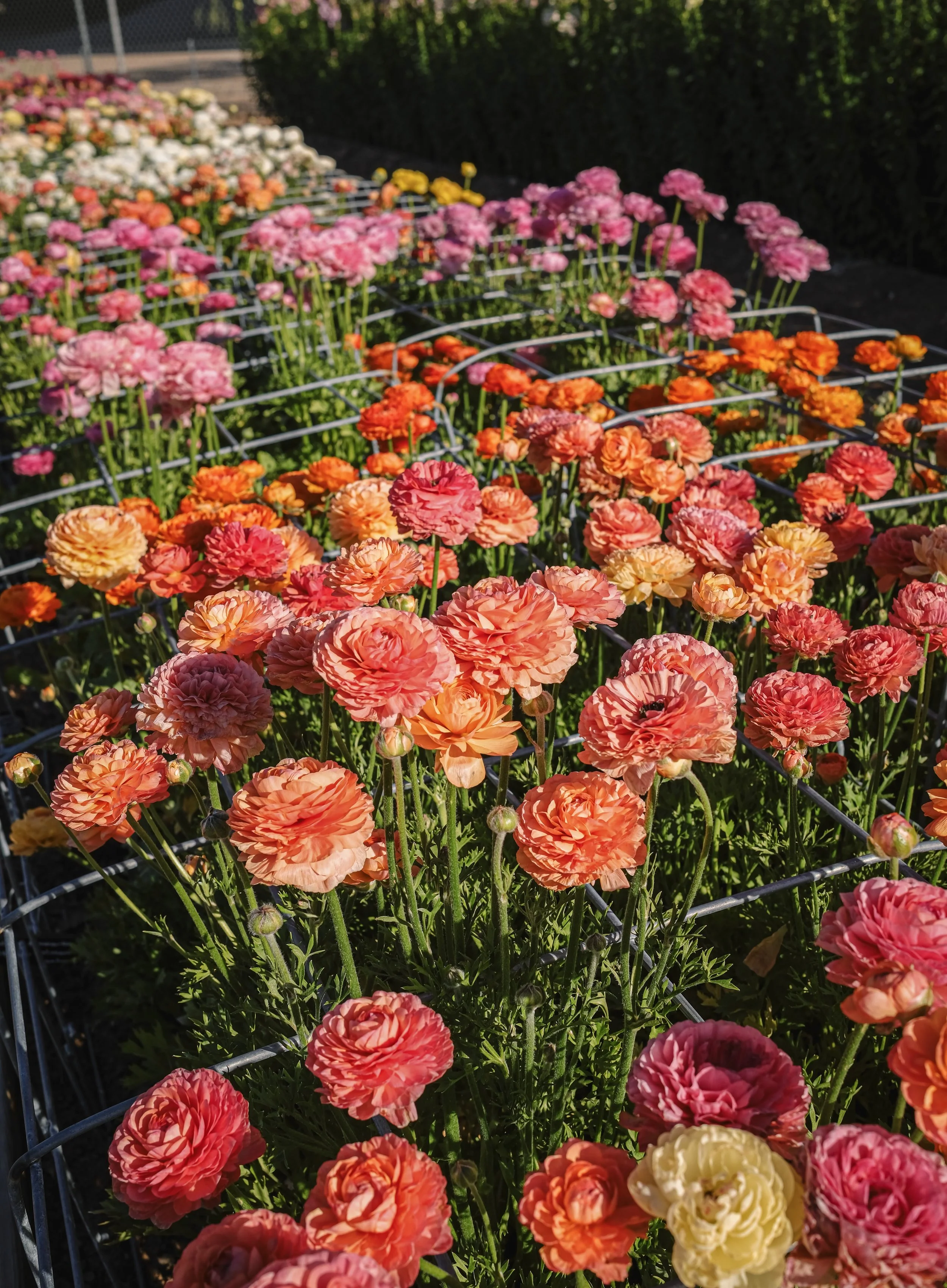 rsff - assorted blooms 2.jpeg (Copy)