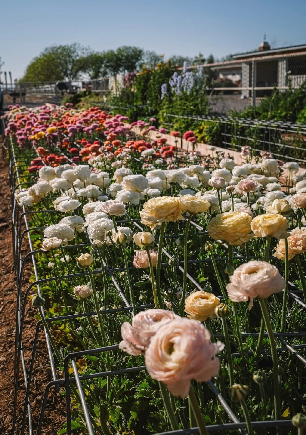 Bloom Pass - July 11th