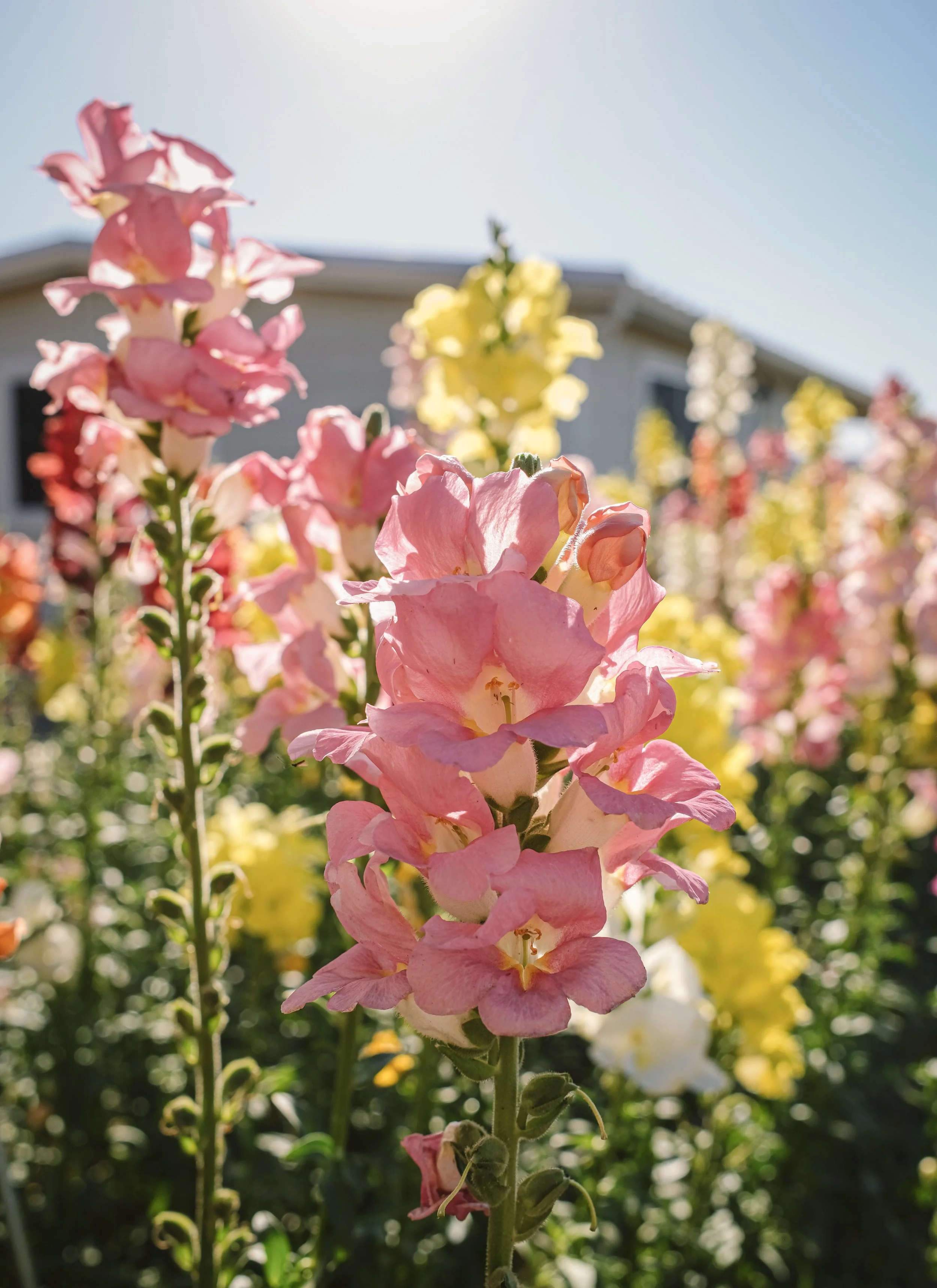 A row of blooming flowers in various colors including white, pink, and red along a garden bed with a dirt path, during sunlight.