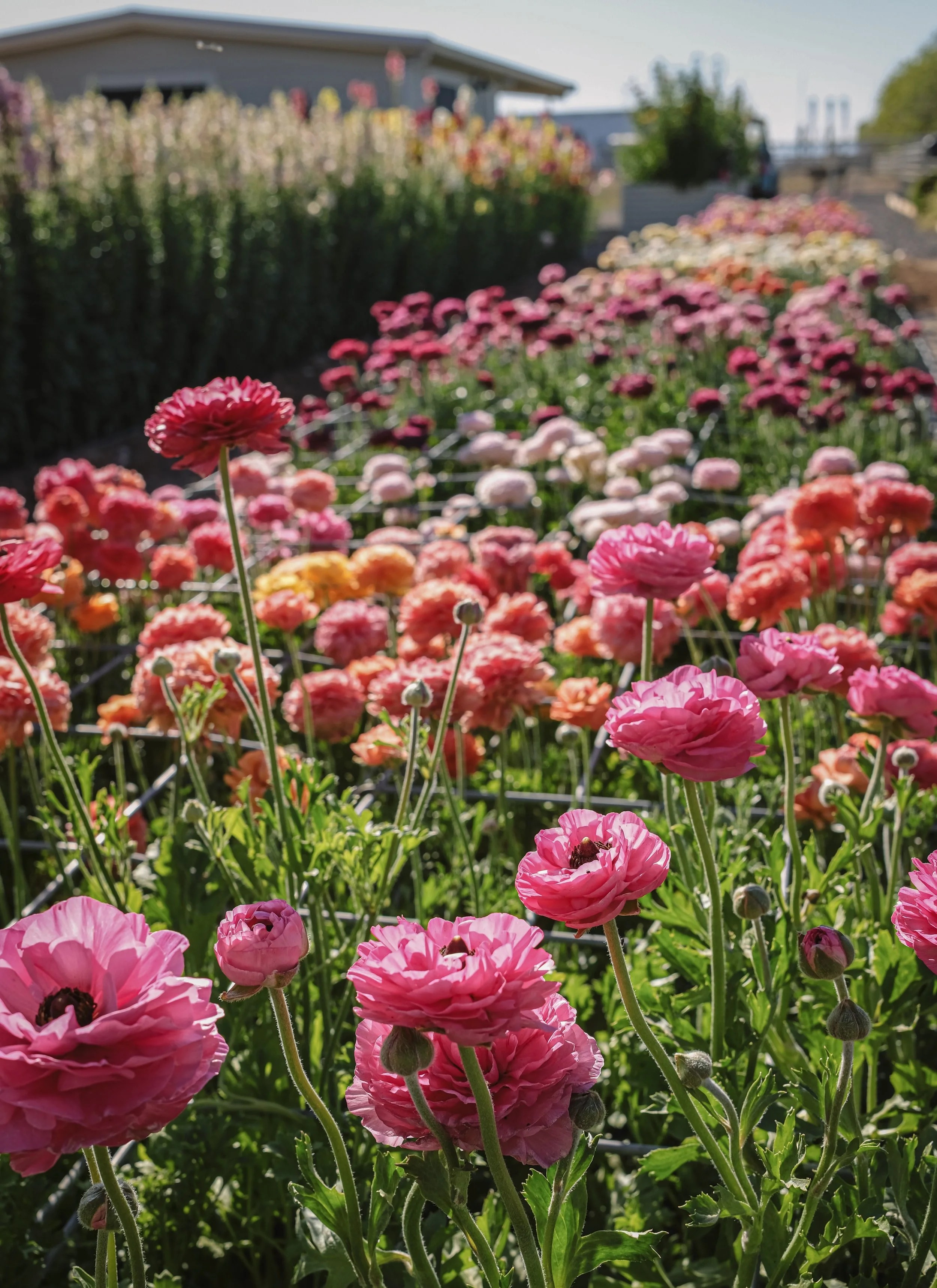 rsff - pink and red flowers blooming.jpg