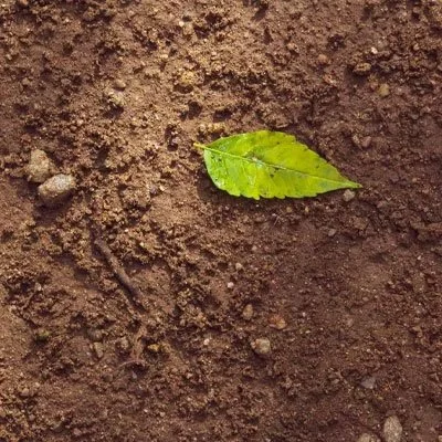 Soil