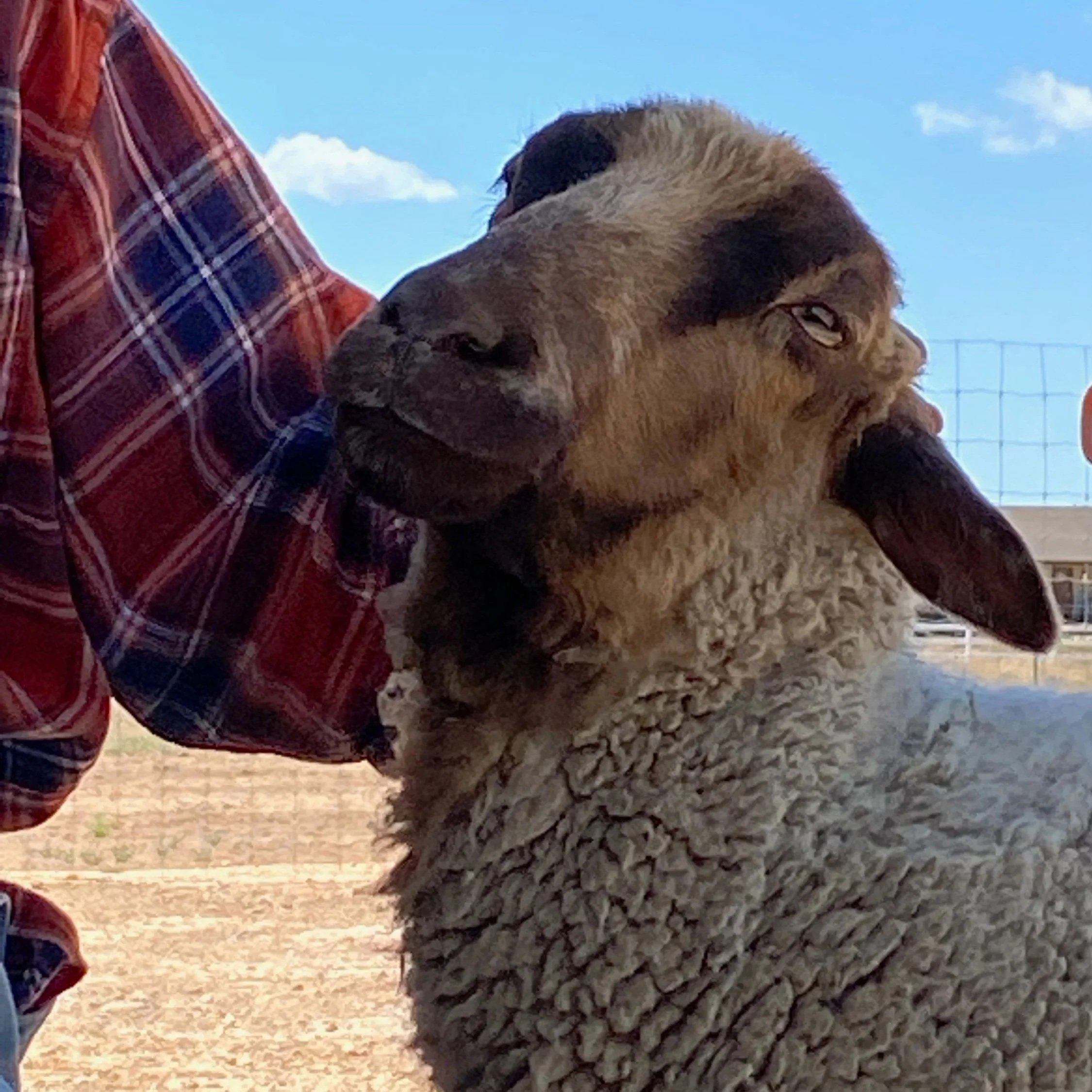 A brown and black dog laying on the ground, resting its head on its front paws, with a person wearing a red plaid shirt nearby, outdoors with blue sky and clouds in the background.