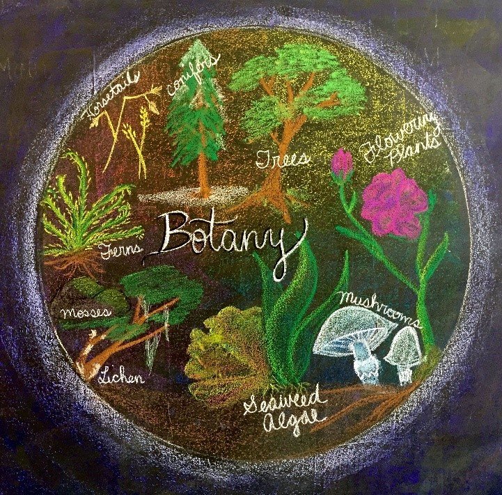 Creative Science Grades 6-8 (13-16 YEARS)