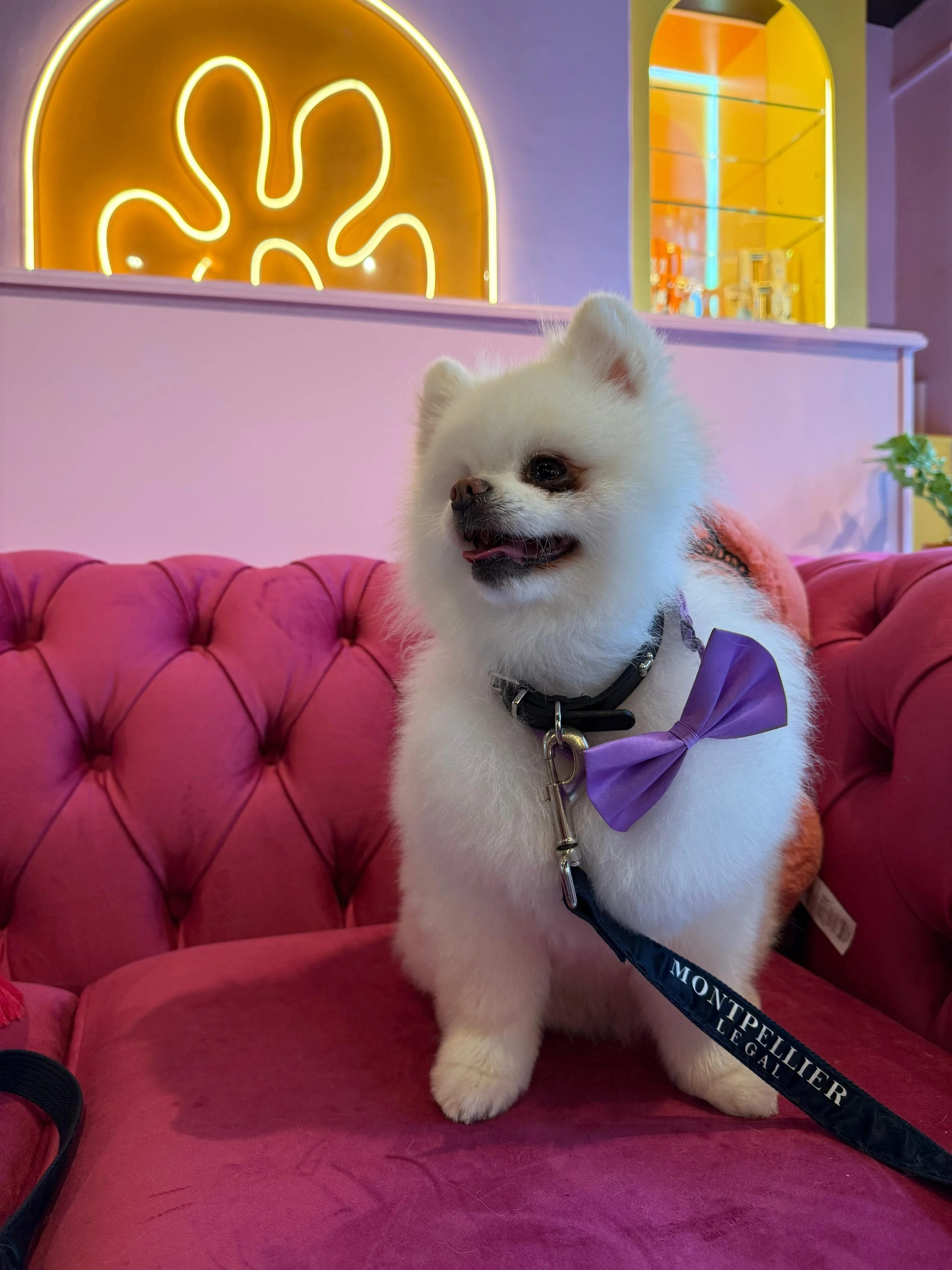 A small white Pomeranian dog with a purple bow tie sitting on a pink tufted sofa in a colorful cafe with neon lights and decorative shelves.