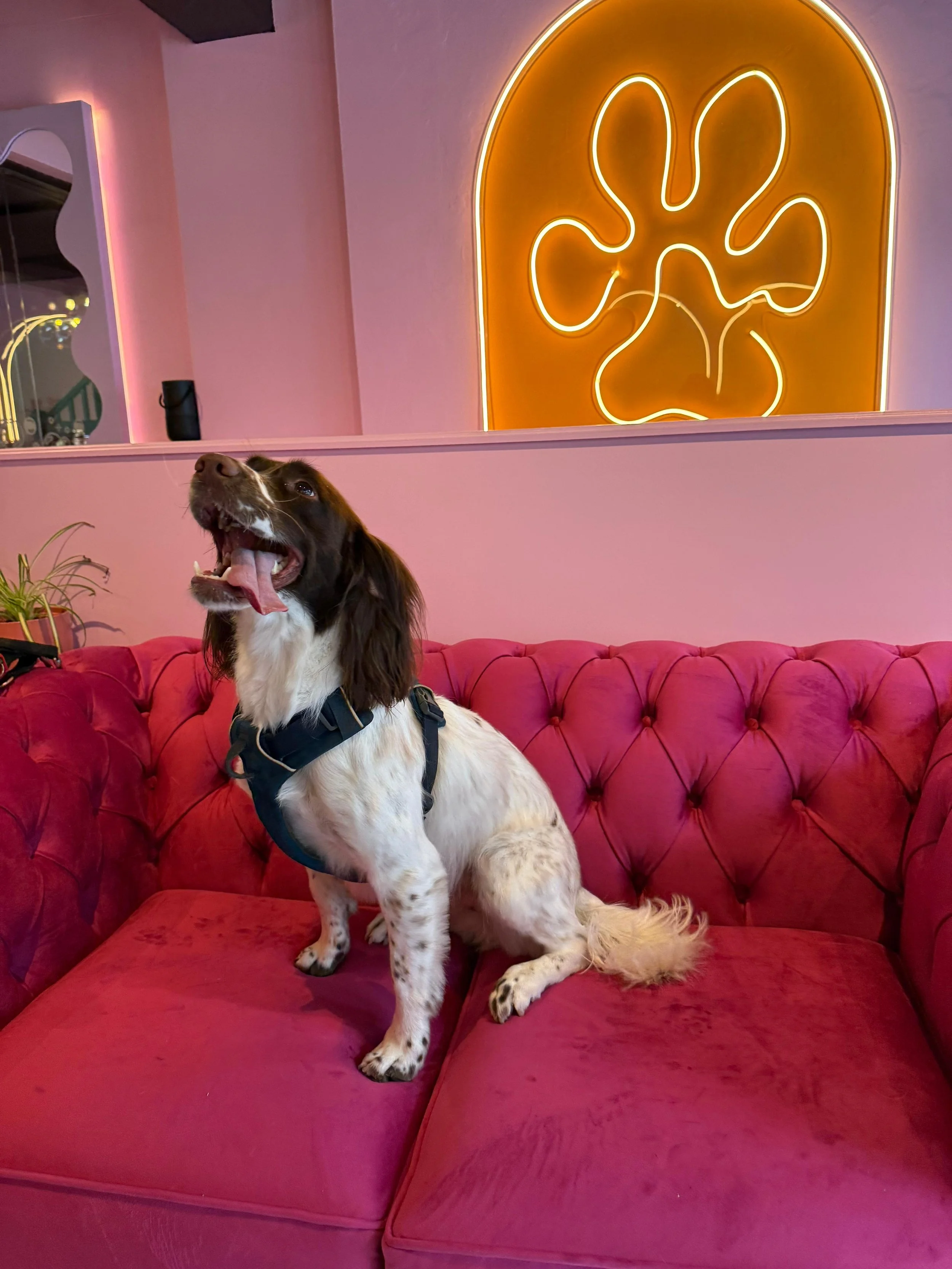 A dog with white and brown fur sitting on a red velvet tufted sofa. The dog is yawning, with its mouth open and tongue out. In the background, there is a pink wall with a neon sign of a stylized plant and some decorative elements.