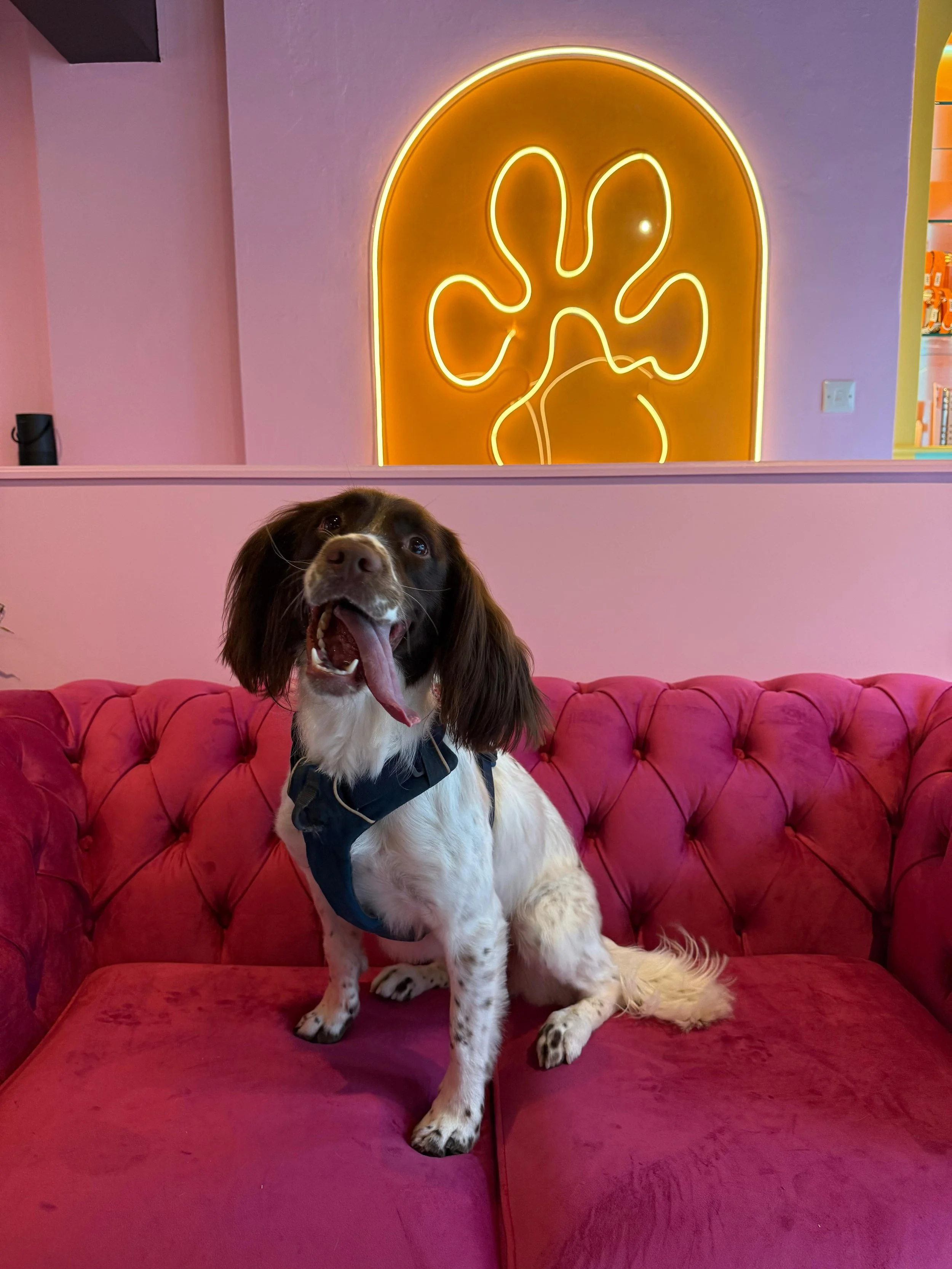 A brown and white dog with floppy ears and a black harness sitting on a pink velvet tufted sofa, yawning with its tongue out. Behind the dog, a neon light shape resembling a flower is mounted on a pink wall, with a framed bookshelf visible to the rig