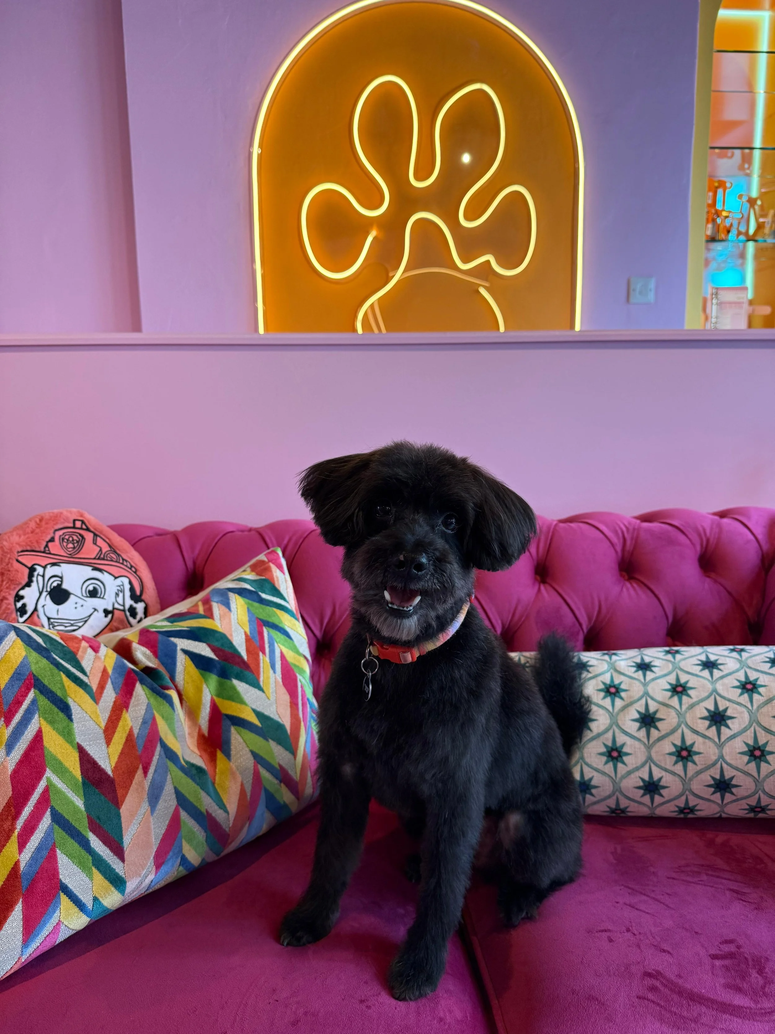 A small black dog with floppy ears and a red collar sitting on a pink velvet couch in front of colorful pillows with geometric patterns. There is a neon sign of a paw print on the purple wall behind the dog.