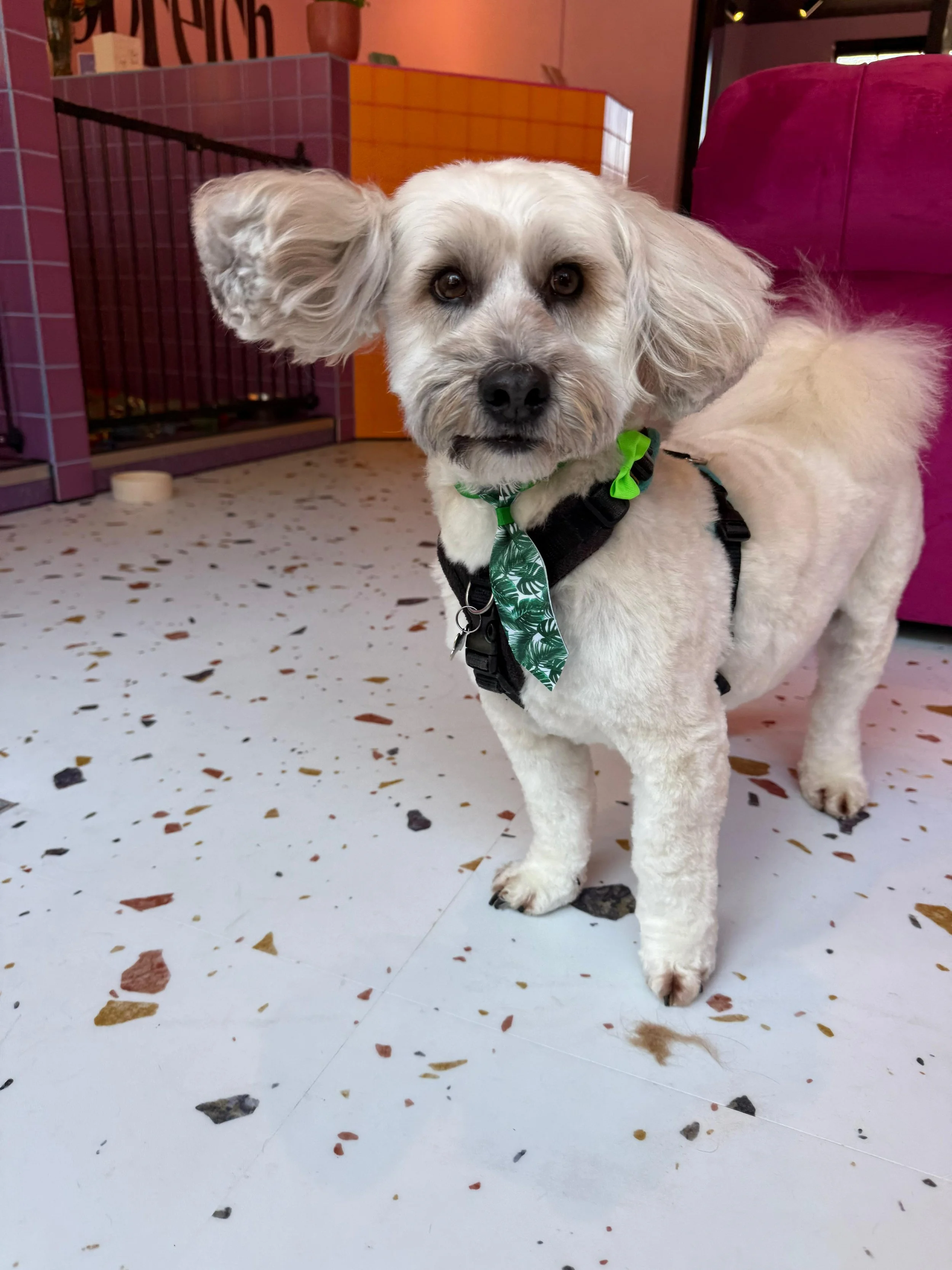 A small, white, fluffy dog with floppy ears and a black harness standing on a floor with multicolored speckles, with a pink couch, a room with pink walls, and a metal crate in the background.