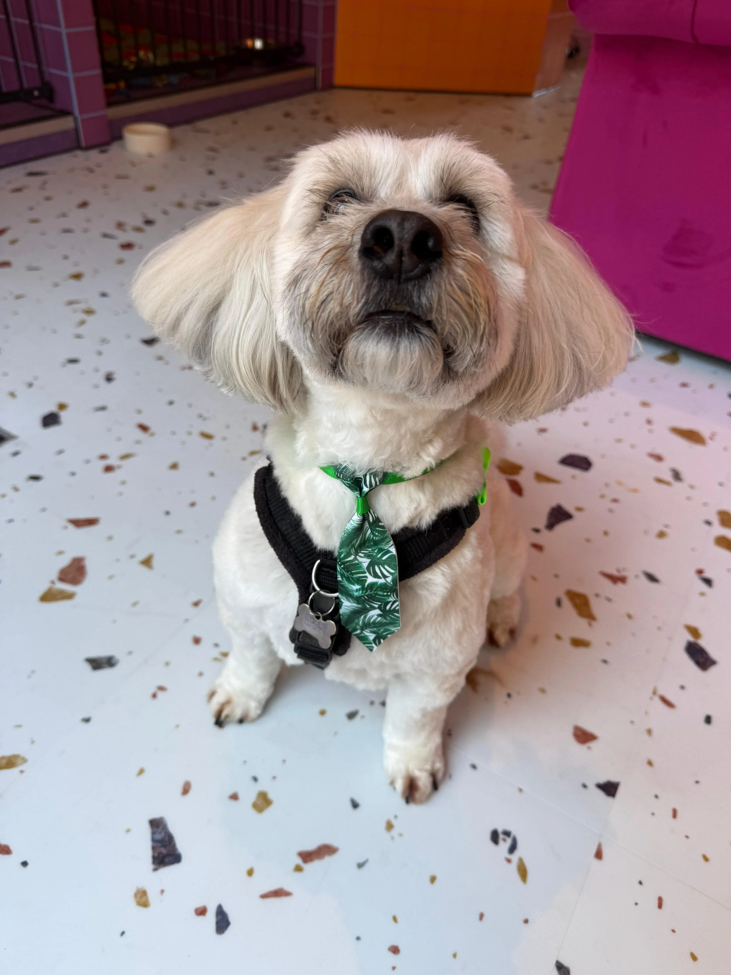 Close-up of a small, fluffy, white and tan dog with long ears and a black nose, sitting on a multicolored terrazzo floor, wearing a black harness and a green patterned tie, in a room with colorful furniture.