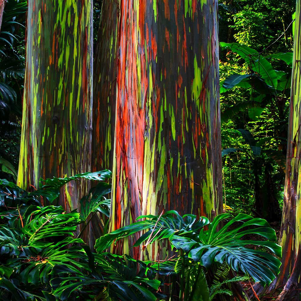 Colorful rainforest scene featuring tall Eucalyptus trees with multicolored bark and lush green tropical plants and leaves.