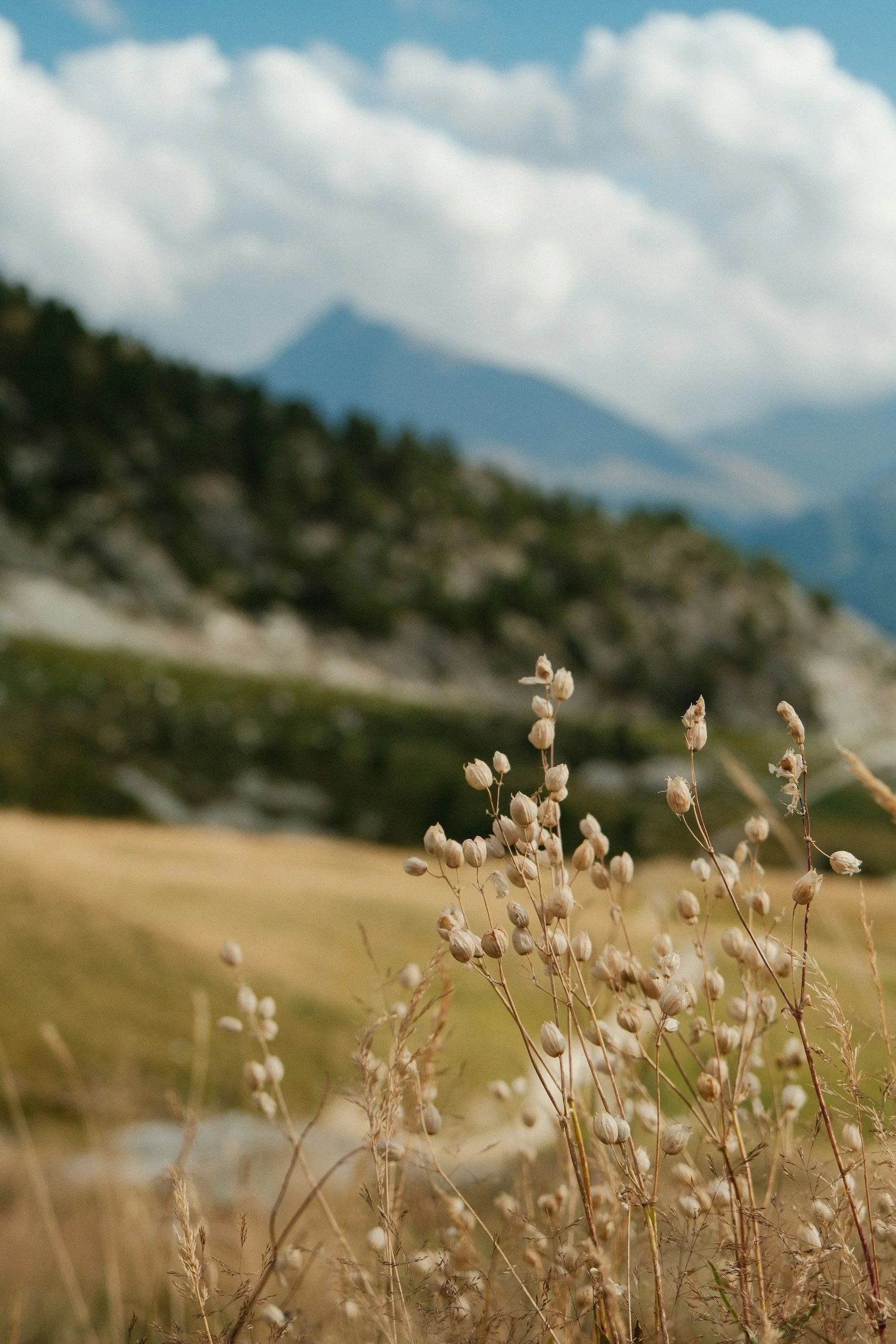 Close-up of dry wildflowers in a field with blurred green hills and mountain in the background