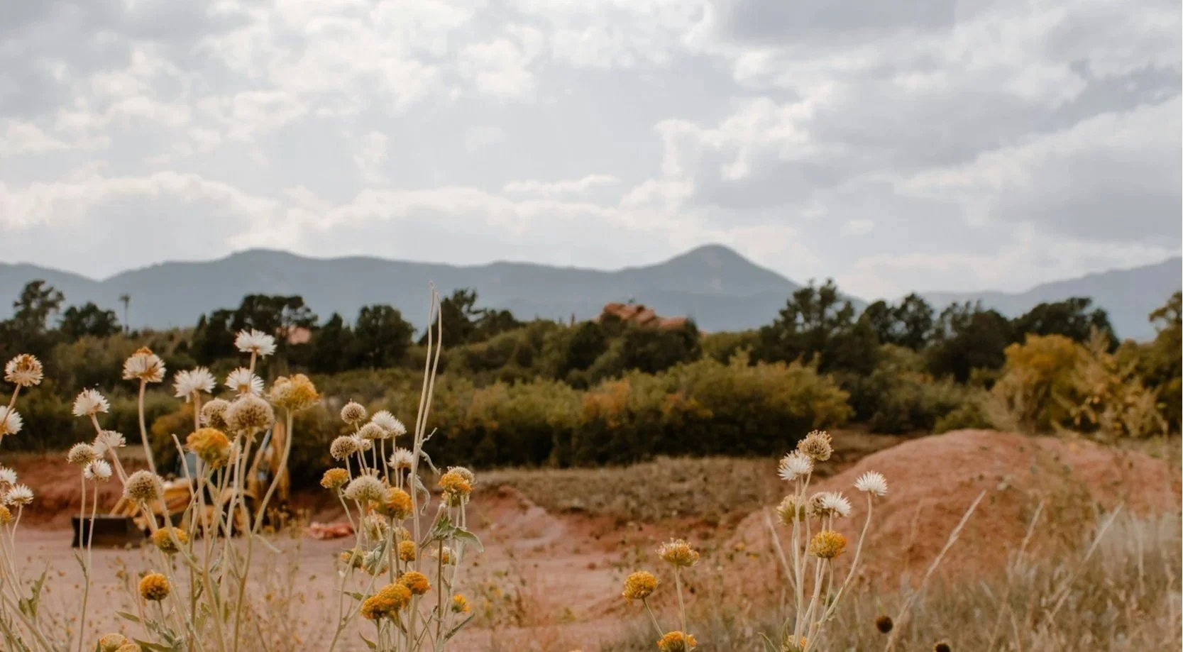 Colorado Springs view with wildflowers and mountains in the background